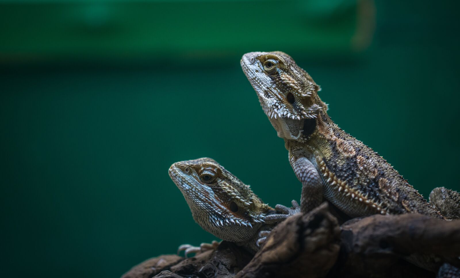 Sony a7R II sample photo. Reptile, lizard, nature photography