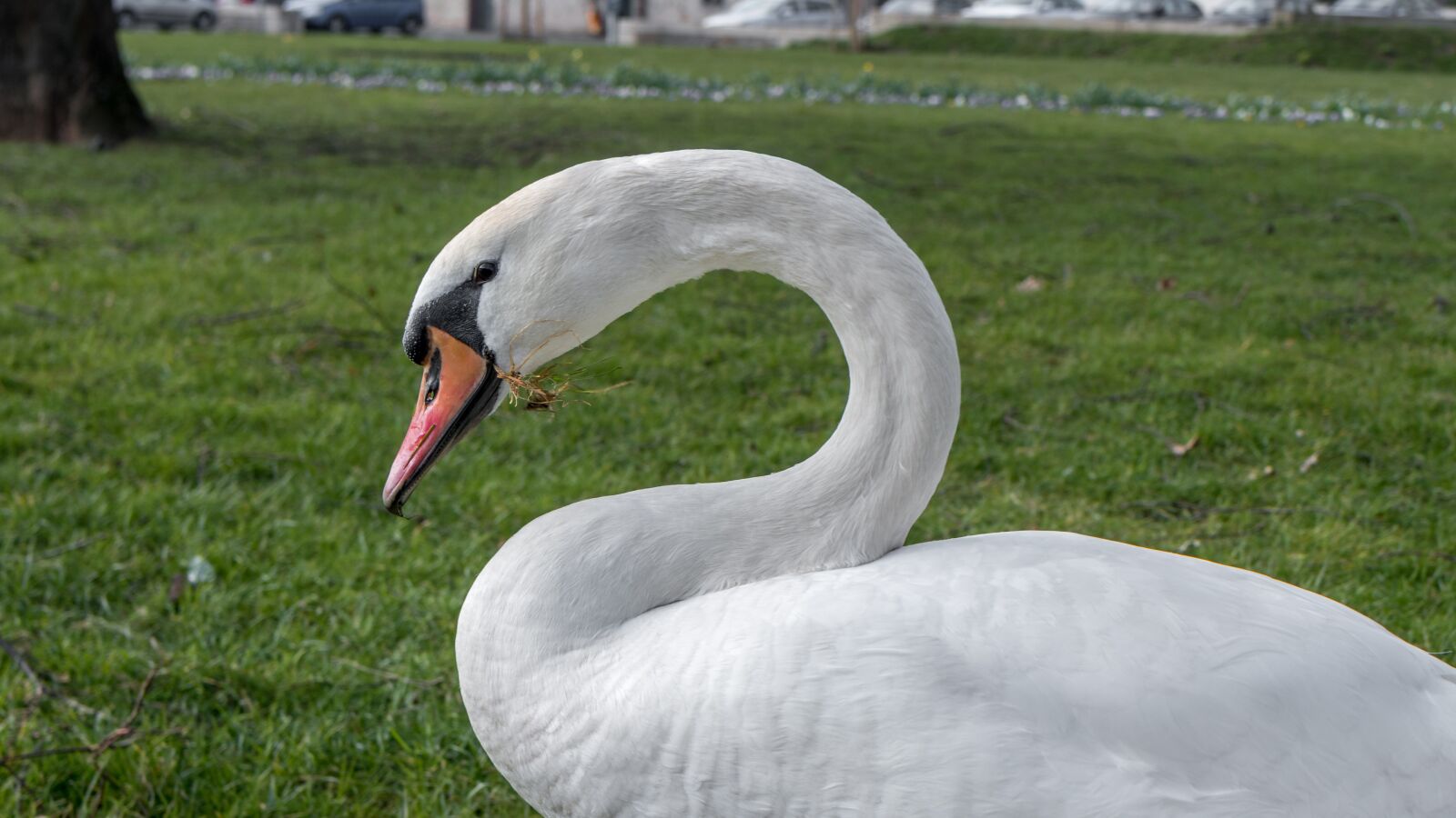 Nikon D5500 sample photo. Swan, nature, water bird photography