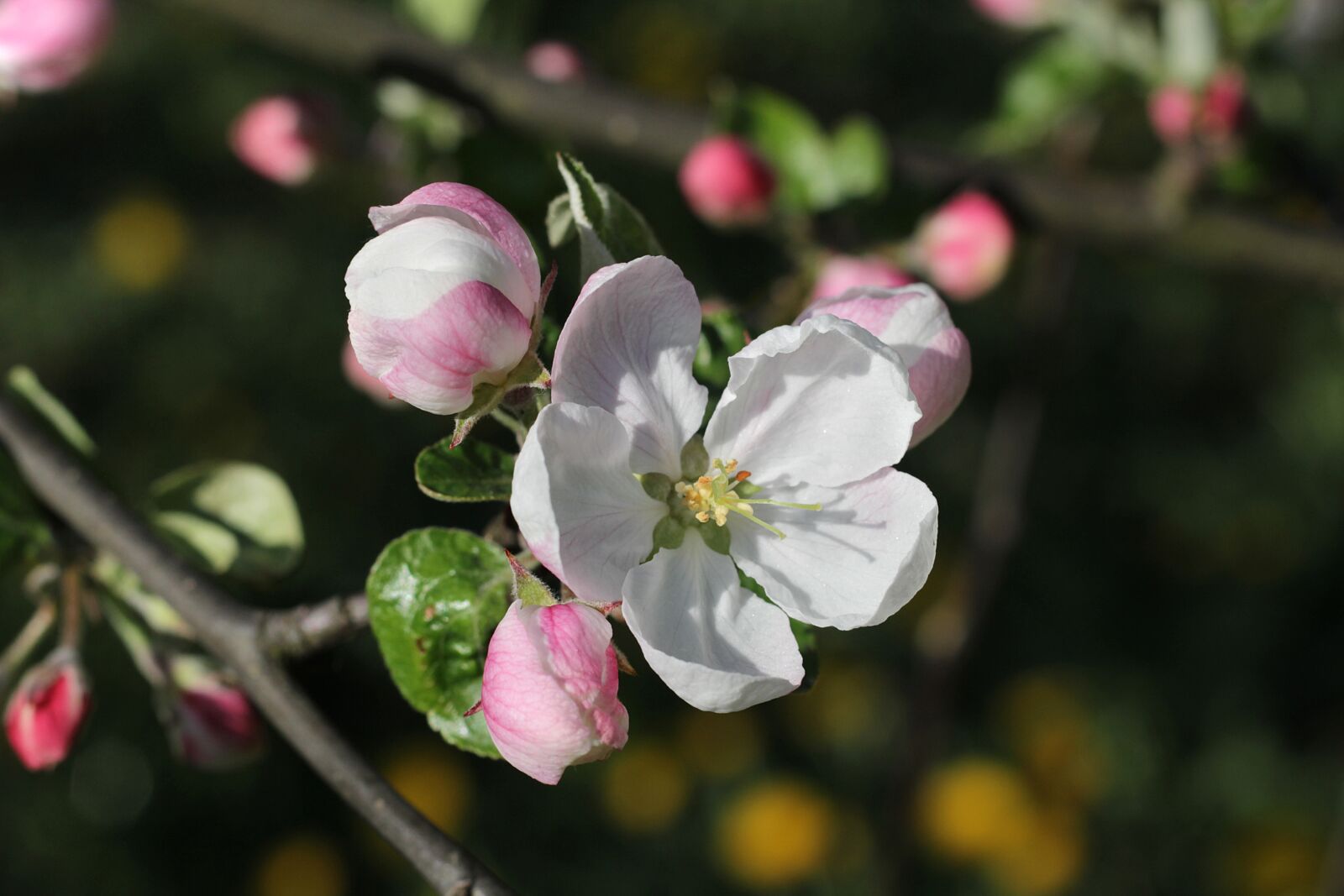 Canon EOS 600D (Rebel EOS T3i / EOS Kiss X5) sample photo. Apple blossom, blossom, blossoming photography