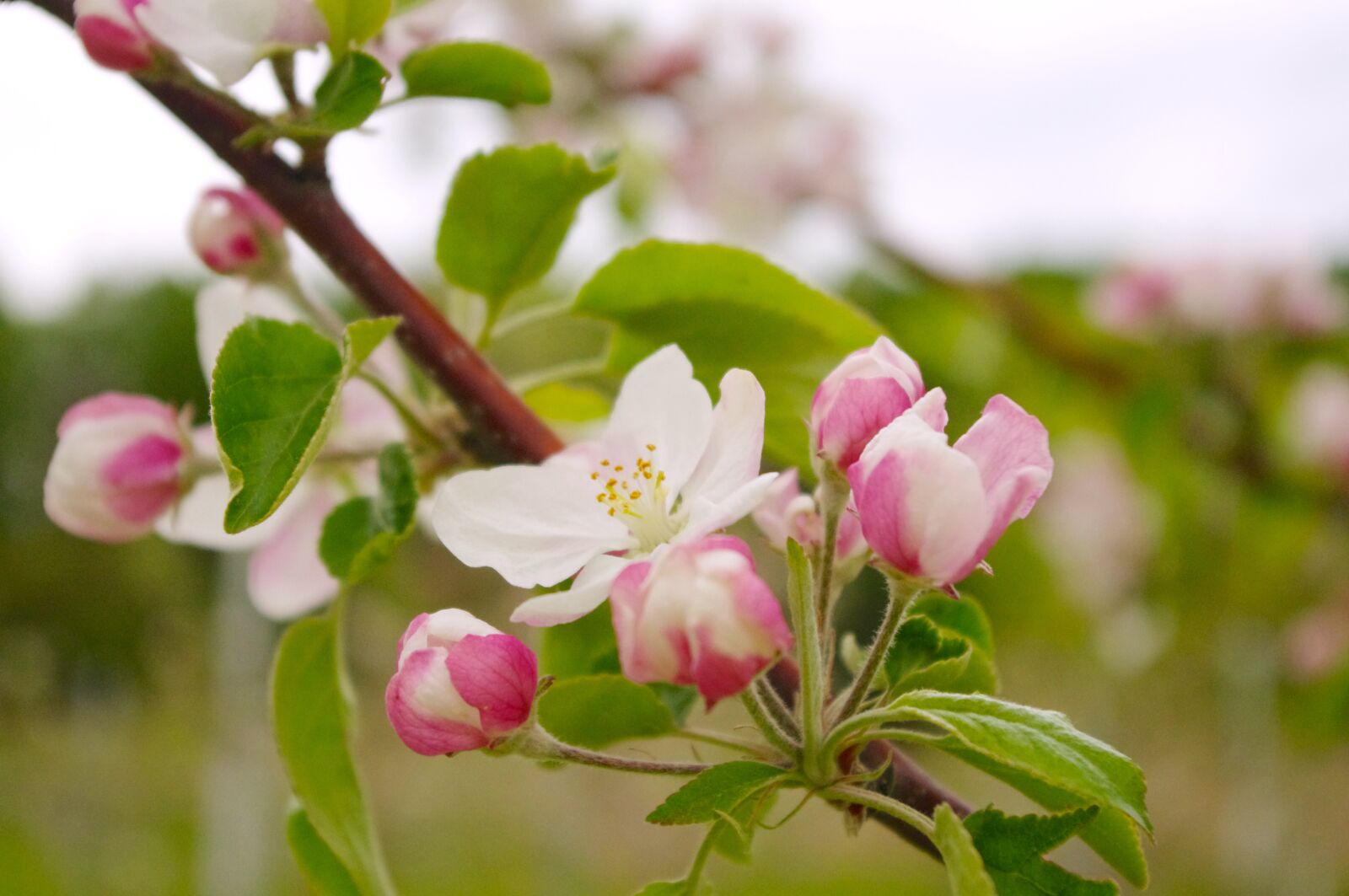 Pentax K-r sample photo. Apple flower, apple tree photography