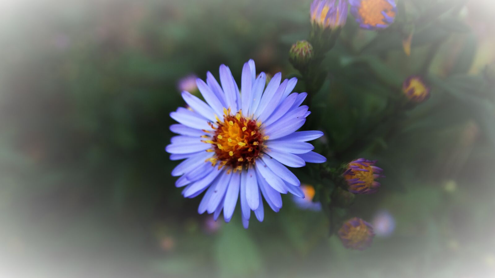 Sony Cyber-shot DSC-HX300 sample photo. Daisy, flower, purple photography