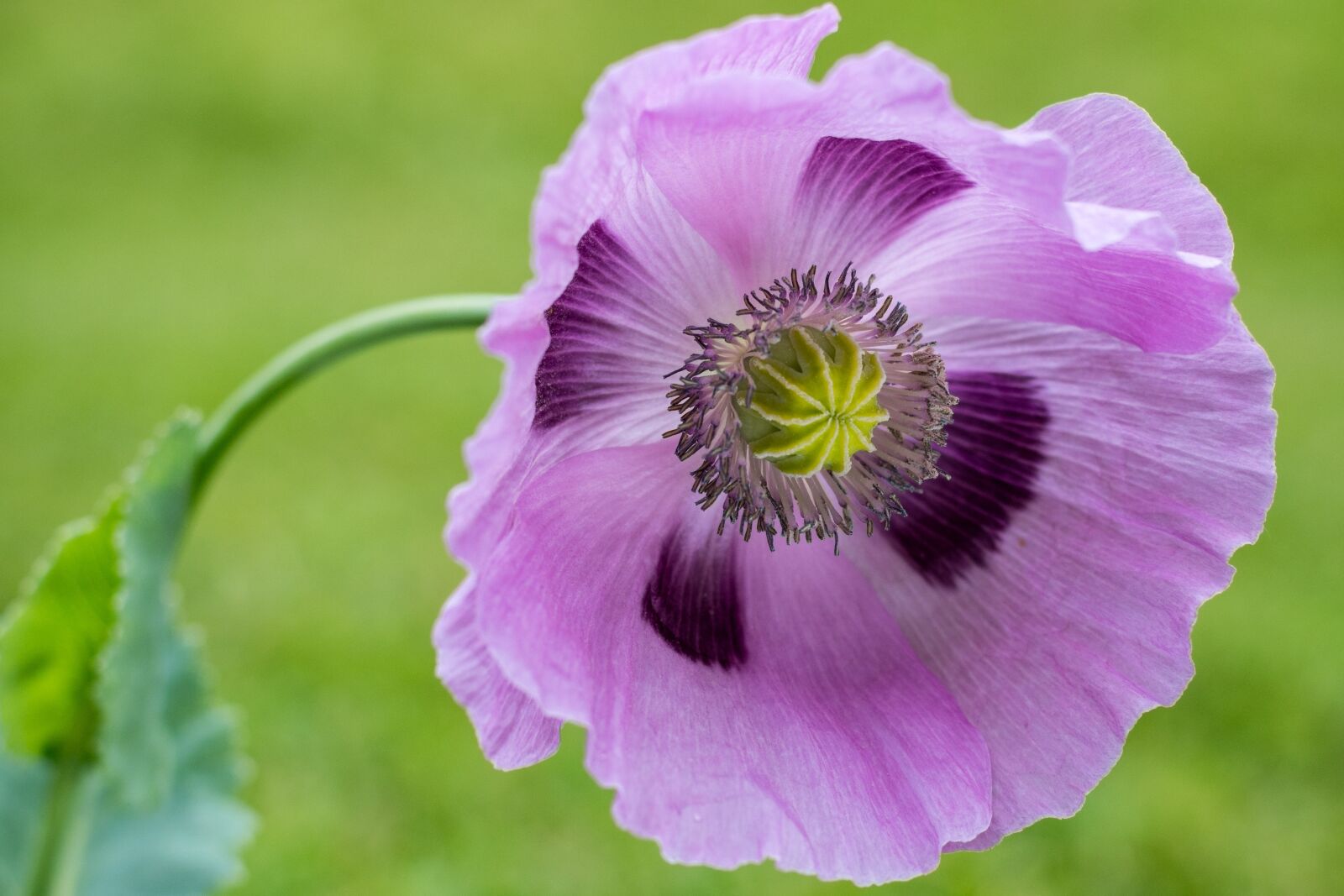 Nikon D5500 sample photo. Poppy, purple, close up photography