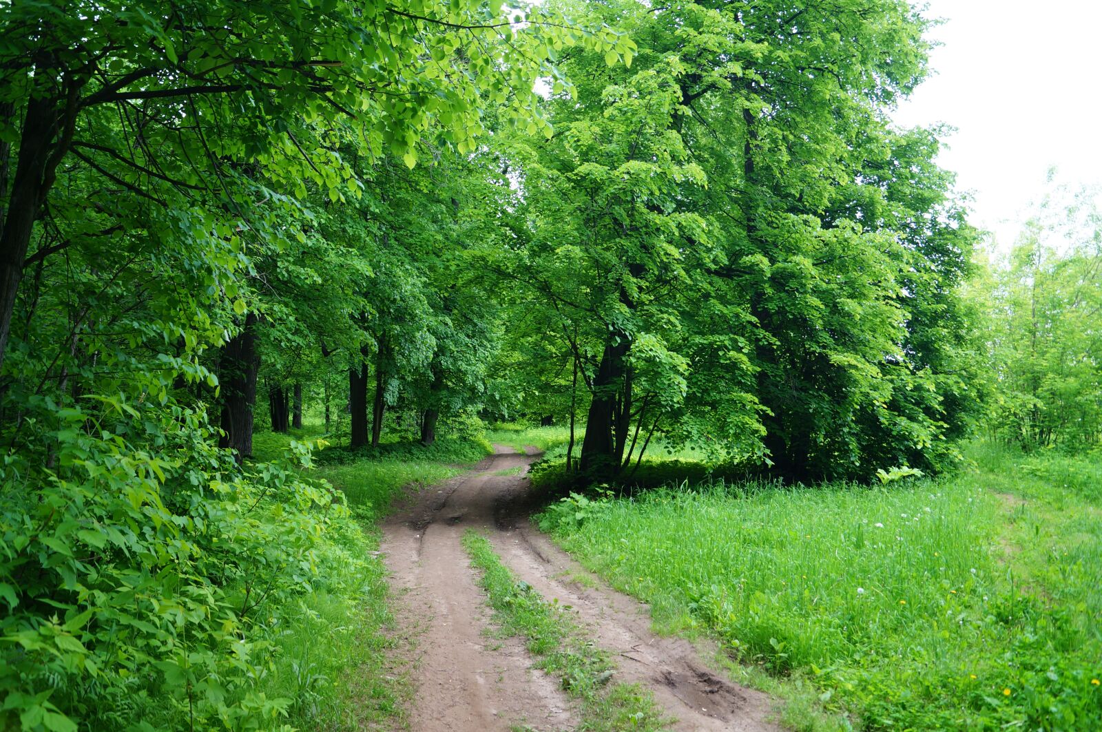 Sony SLT-A57 sample photo. Forest, silence, nature photography