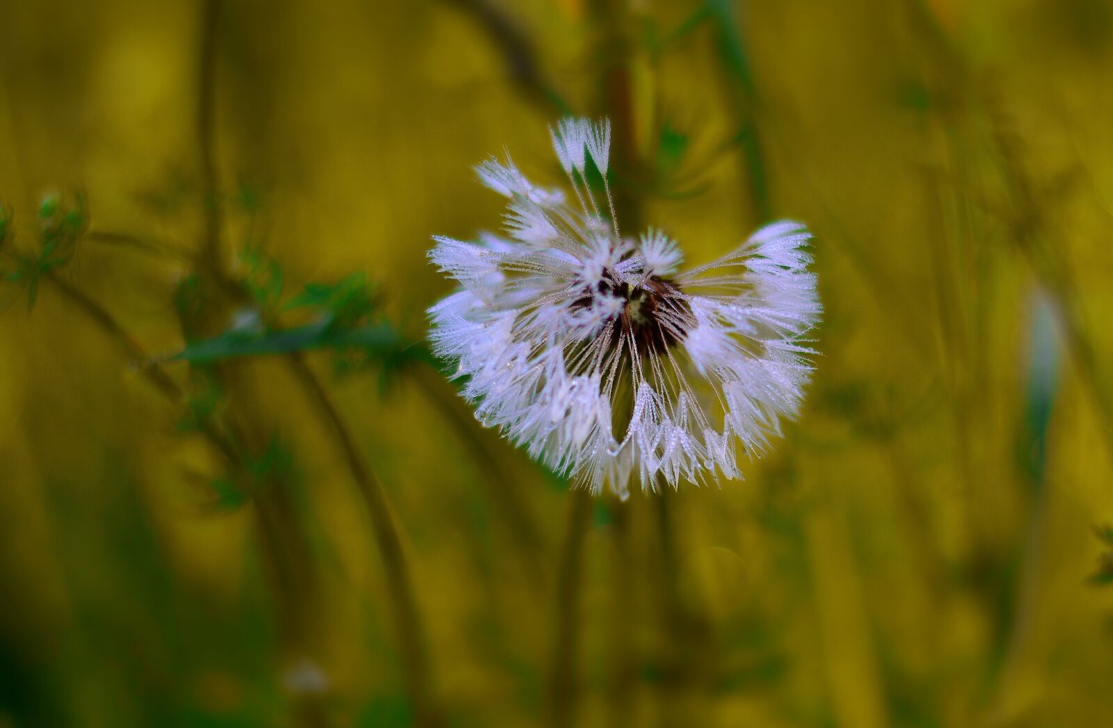Nikon D5200 sample photo. Dandelion, seeds, close up photography