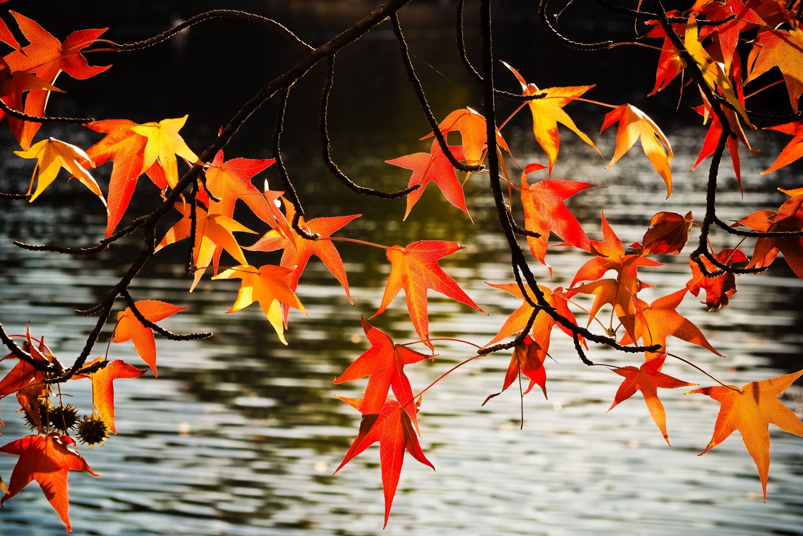 Olympus OM-D E-M10 sample photo. Autumn, fall leaves, leaves photography