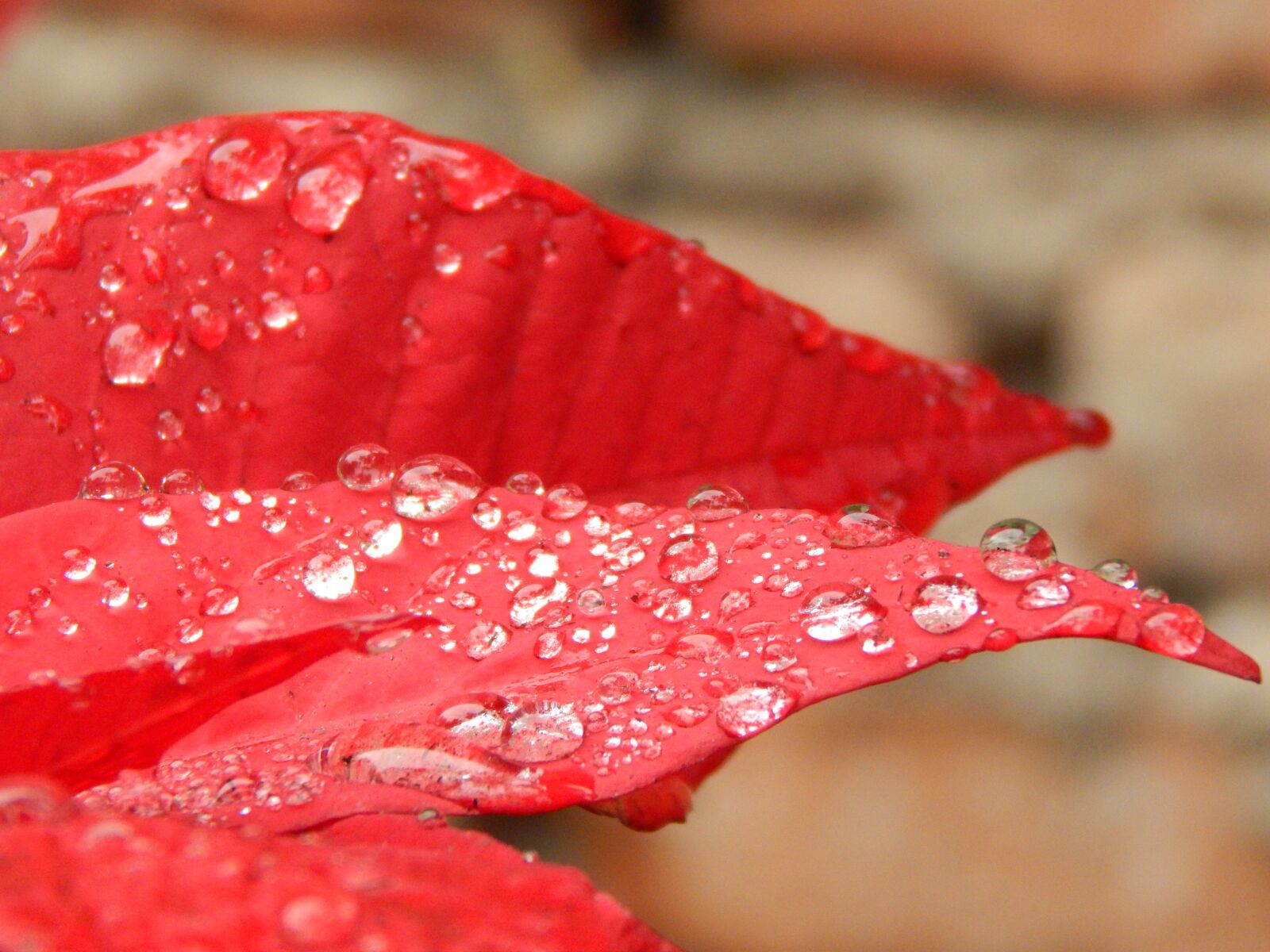 Nikon Coolpix L820 sample photo. Red petals, red flower photography