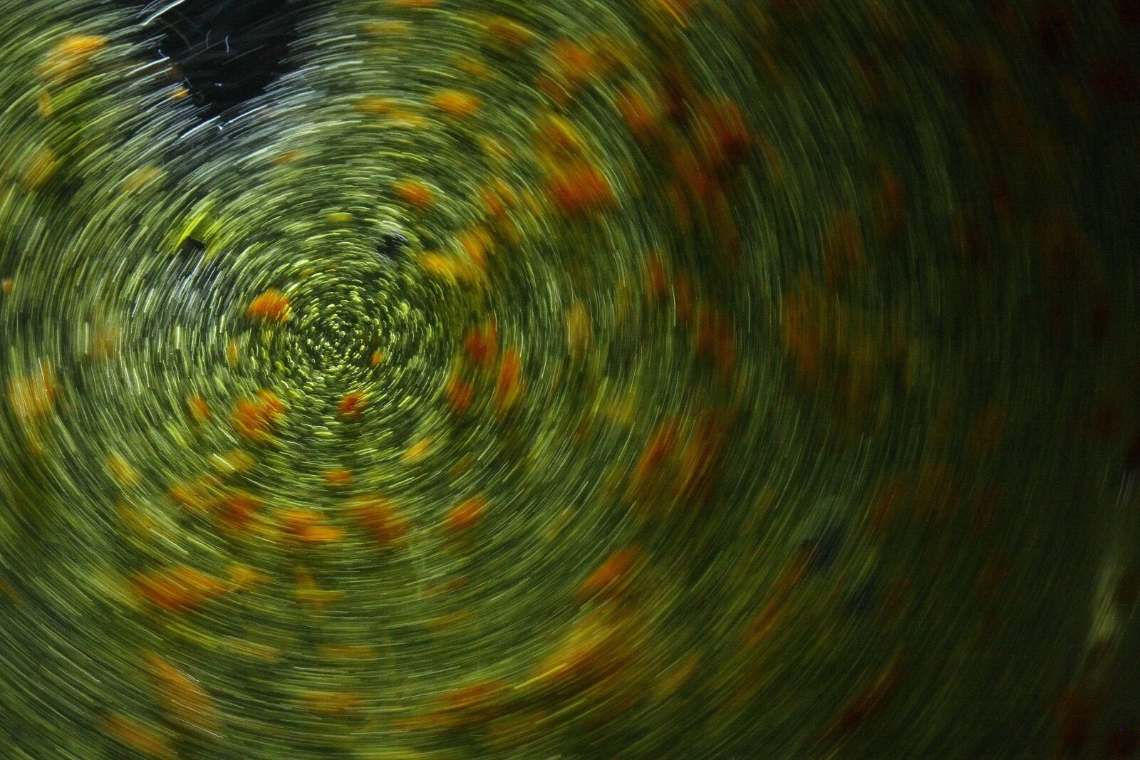Canon EOS 40D sample photo. Abstract, background, texture photography