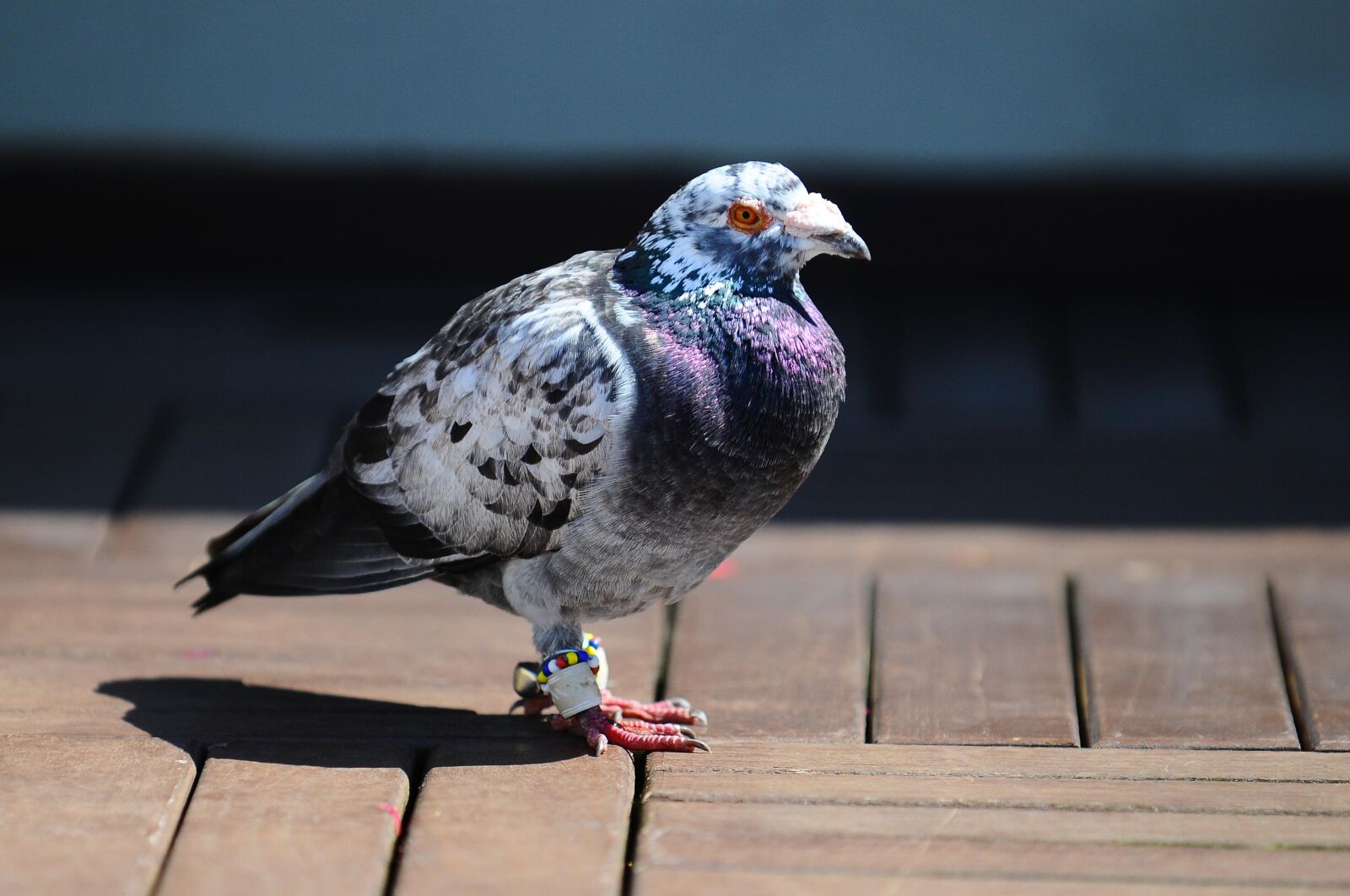 Nikon D300 sample photo. Pigeon, bird, animal photography