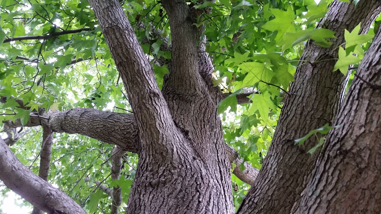 Samsung Galaxy S5 sample photo. Tree, shade, nature photography