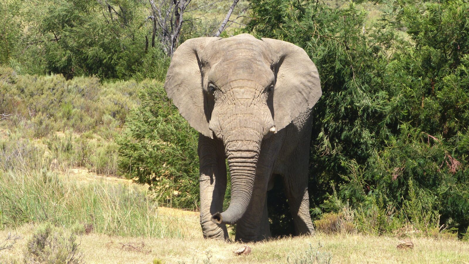 Panasonic Lumix DMC-FZ47 (Lumix DMC-FZ48) sample photo. African elephant, safari park photography