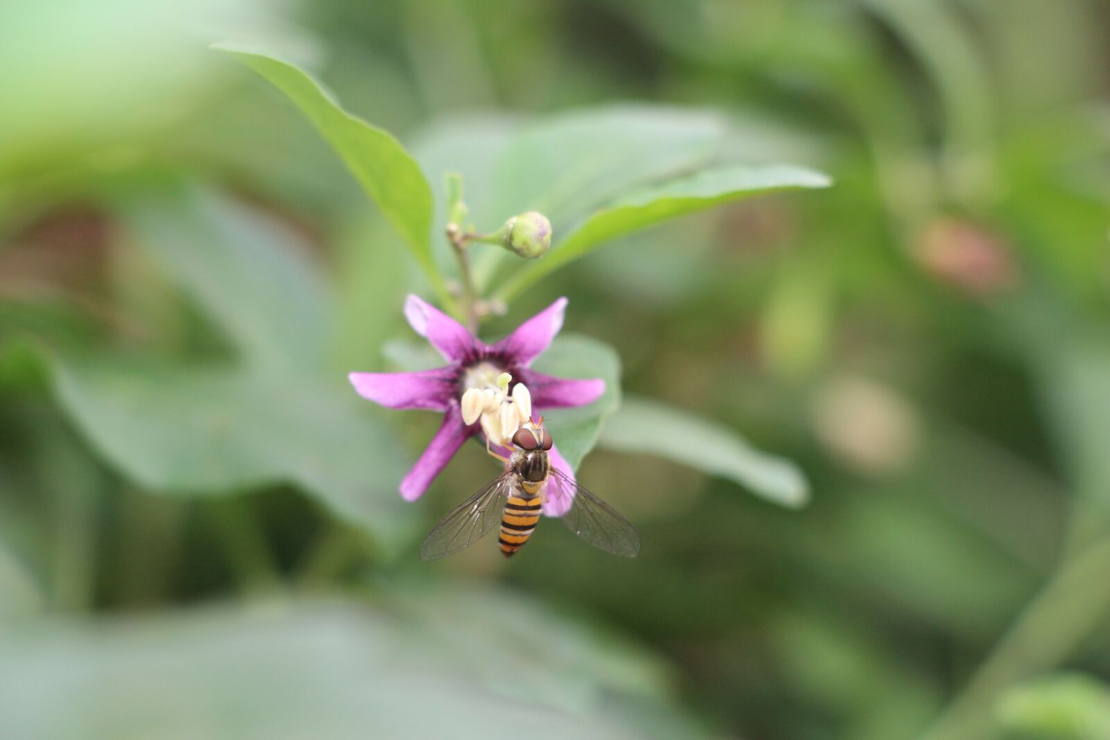 Canon EOS 700D (EOS Rebel T5i / EOS Kiss X7i) sample photo. Plant, bee, insect photography