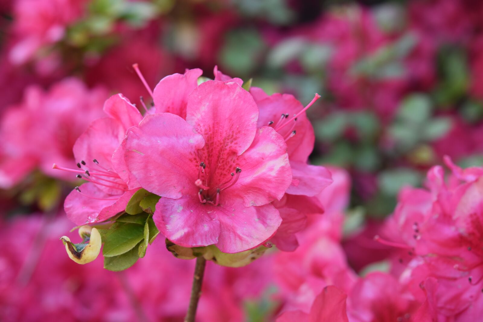 Nikon D5600 sample photo. Flower, flower rhododendron, color photography