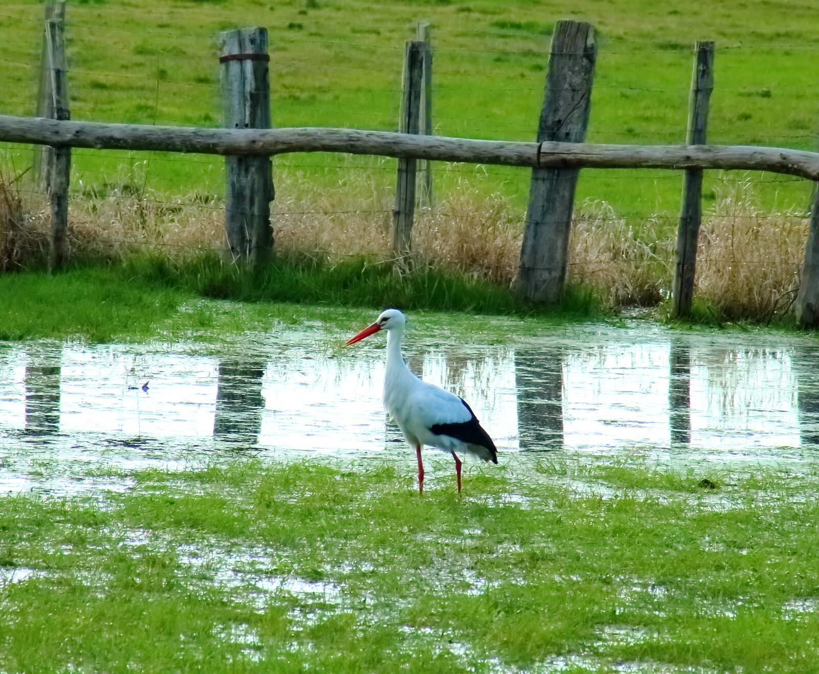 Canon EOS 1200D (EOS Rebel T5 / EOS Kiss X70 / EOS Hi) sample photo. Stork, marsh, nature photography