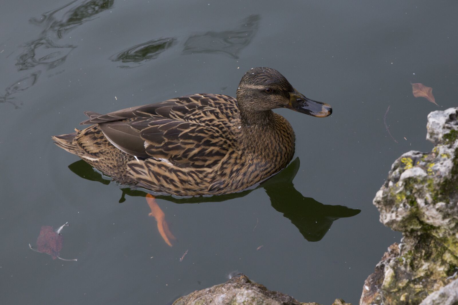 Canon EOS 6D sample photo. Duck, fauna, lake photography