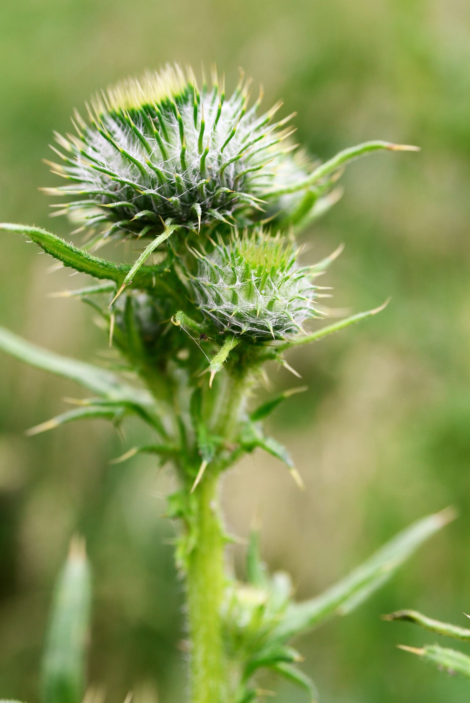 Nikon D7000 sample photo. Thistle, bud, inflorescence photography