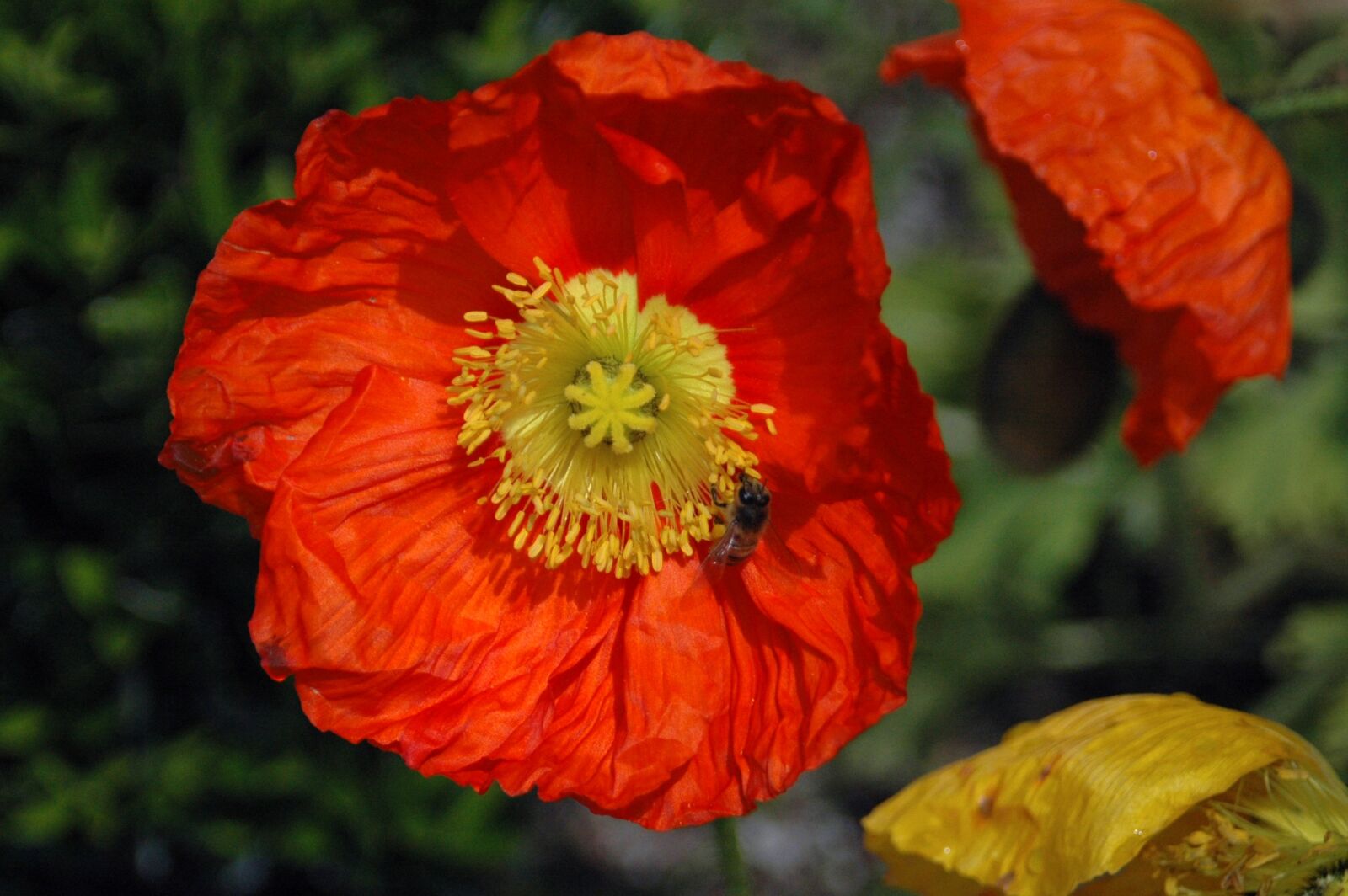 Nikon D70s sample photo. Botanical, flora, flower photography