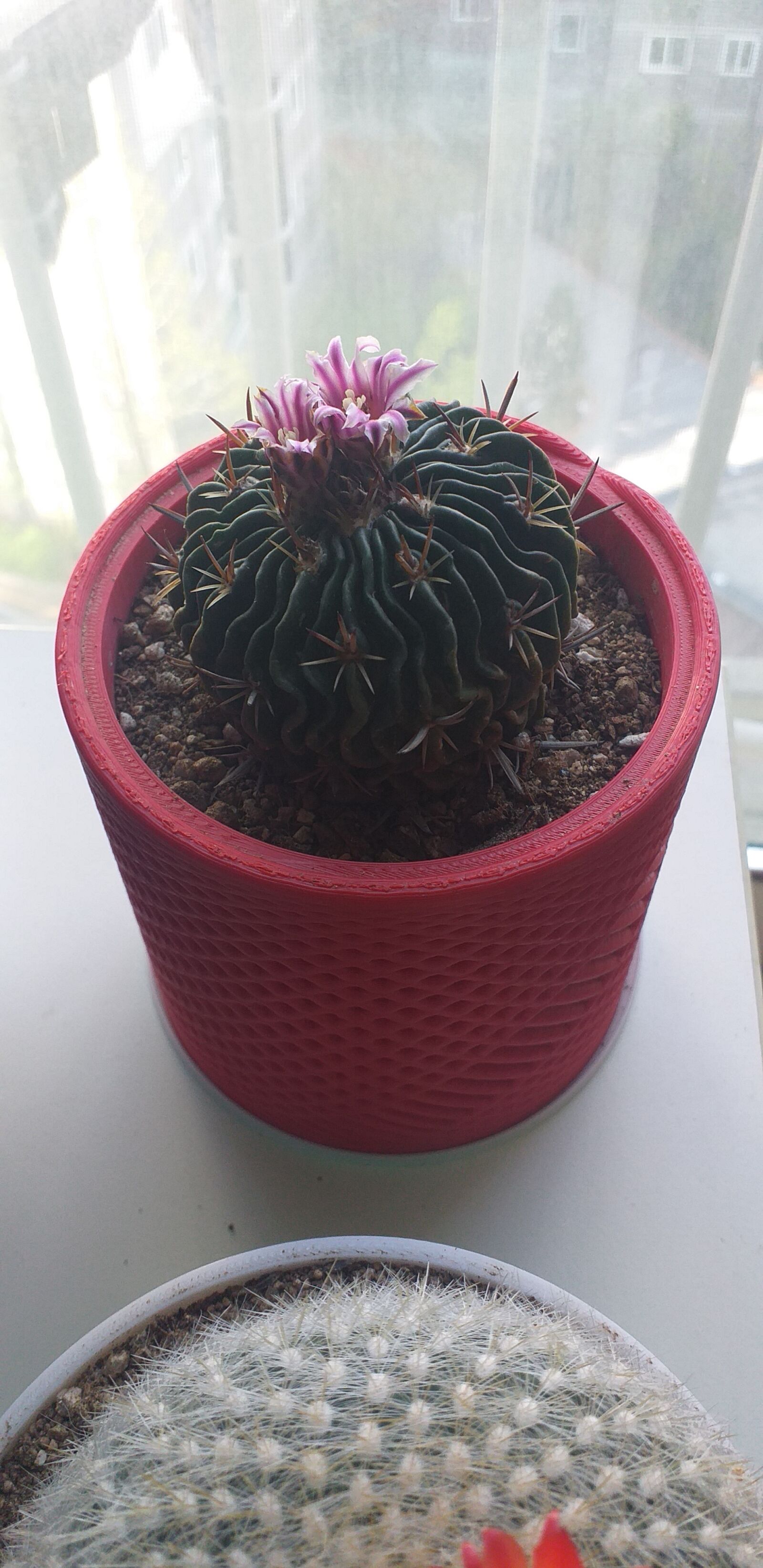 Samsung Galaxy J4+ sample photo. Cactus, hobby, 3dprint photography