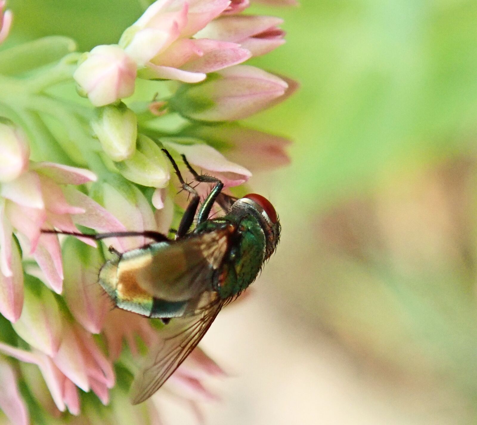 Olympus TG-5 sample photo. Fly, insect, flower photography