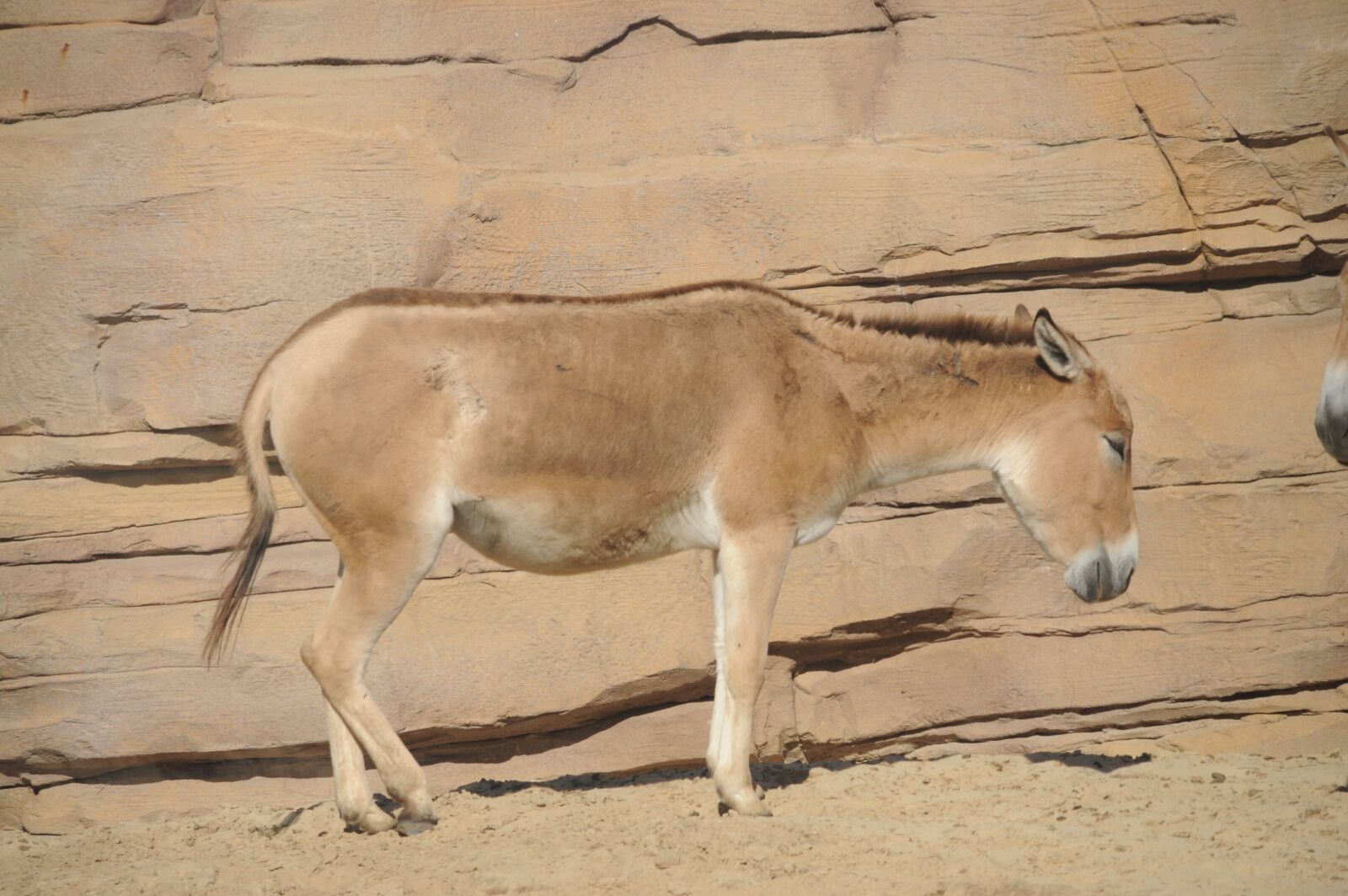 Nikon D5000 sample photo. Nature, animal, animal world photography