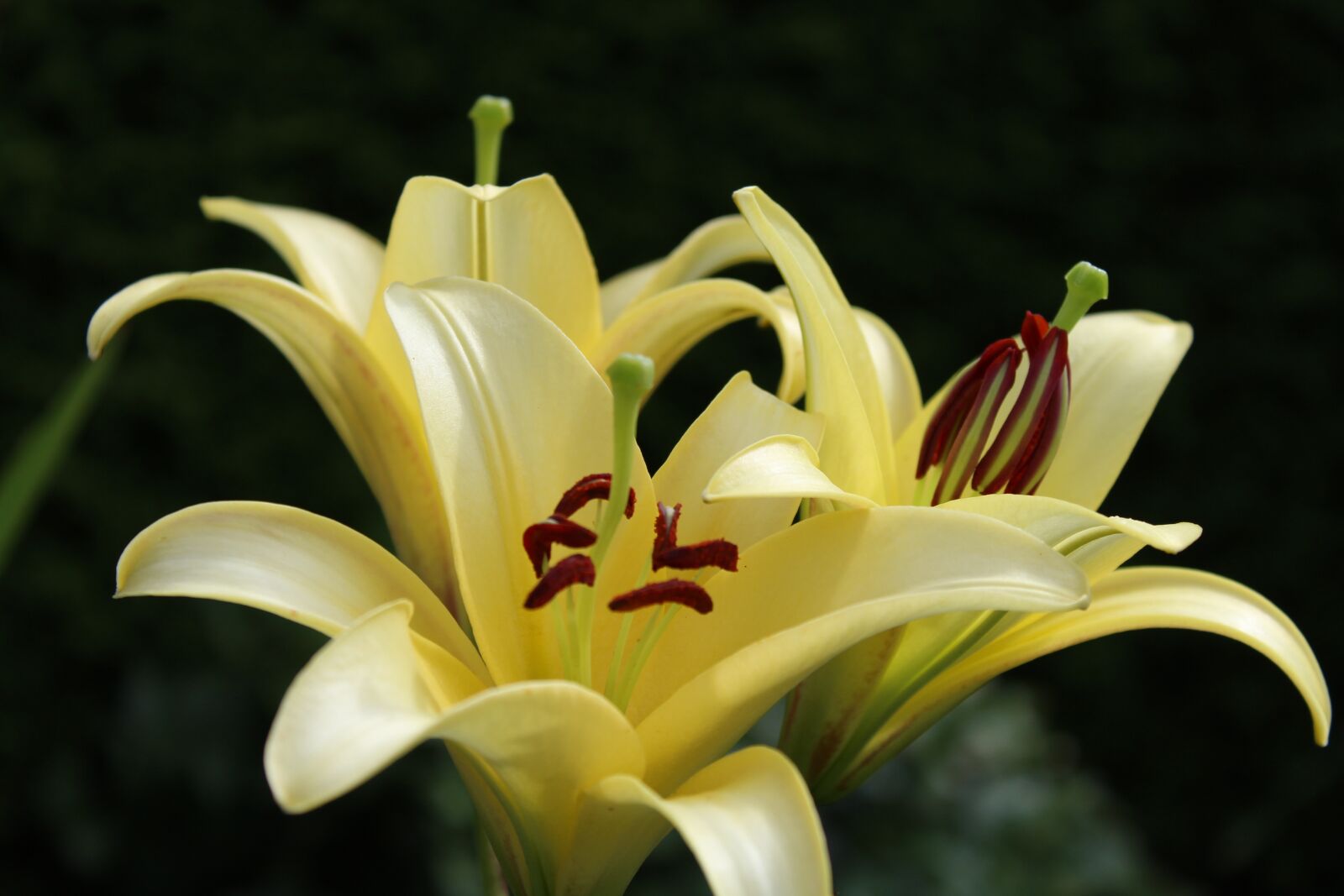 Canon EOS 1200D (EOS Rebel T5 / EOS Kiss X70 / EOS Hi) sample photo. Lily, yellow, flowers photography