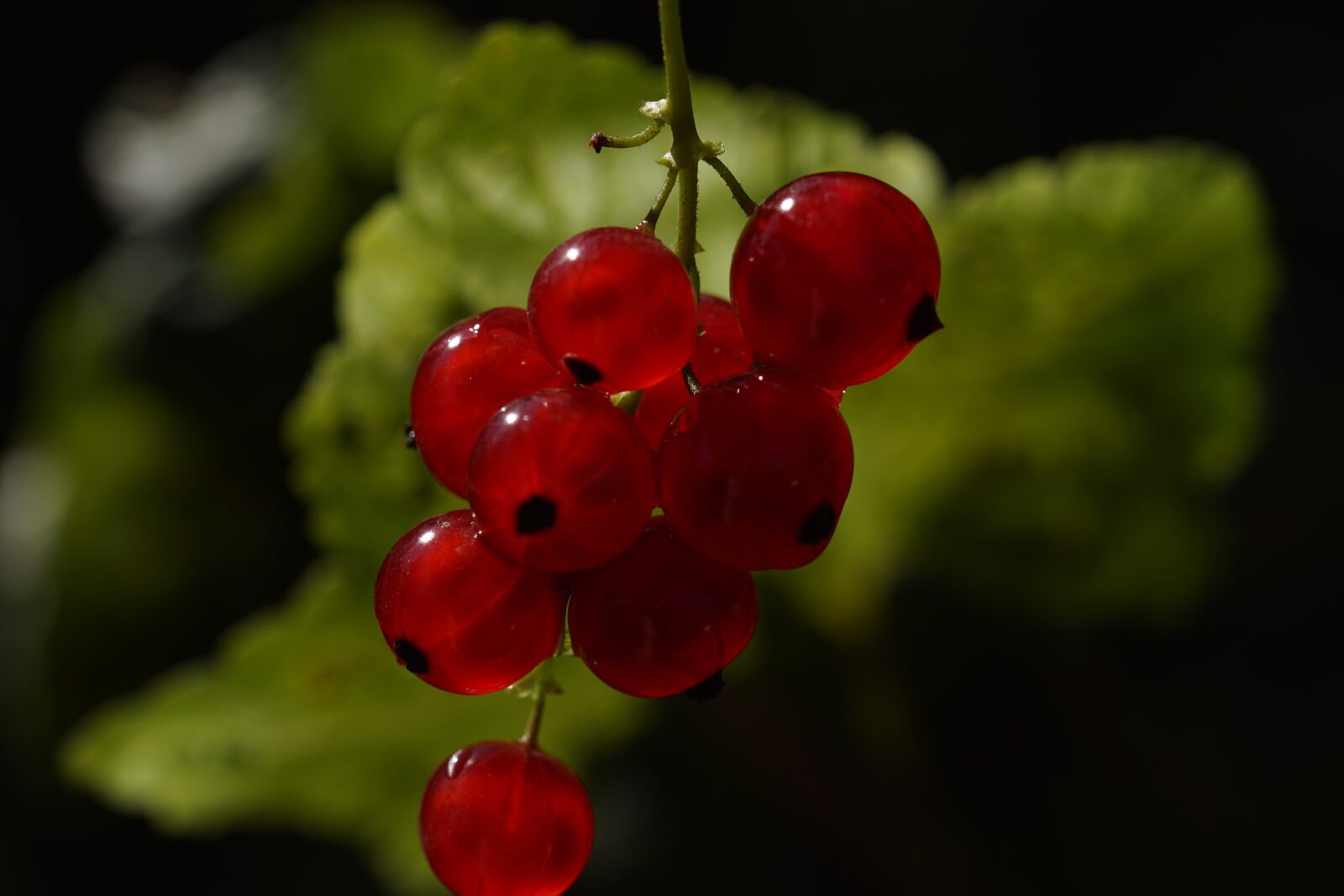 Sony SLT-A68 + 105mm F2.8 sample photo. Red currant, ribes rubrum photography