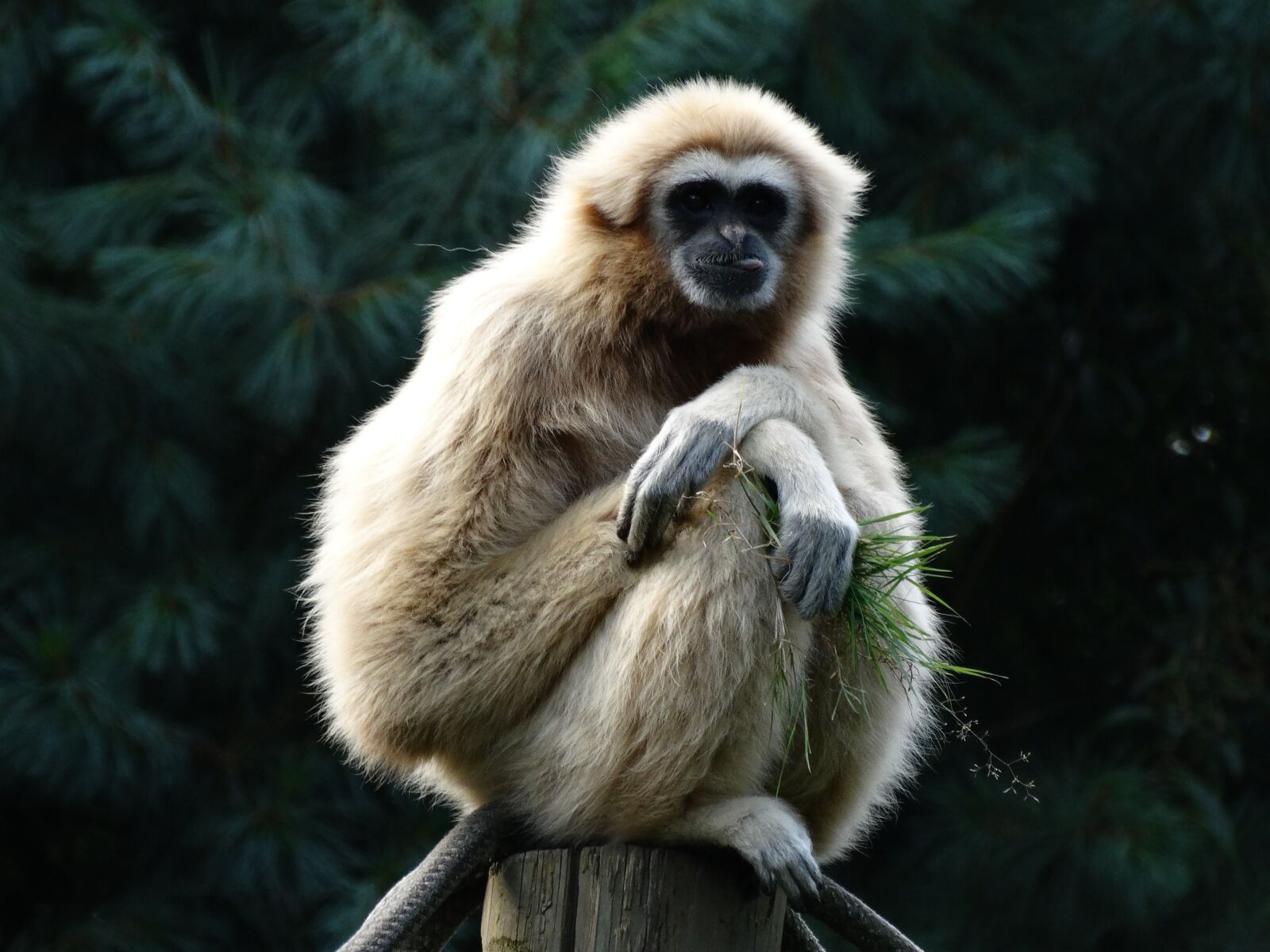Sony Cyber-shot DSC-HX300 sample photo. Primate, gibbon, lar gibbon photography