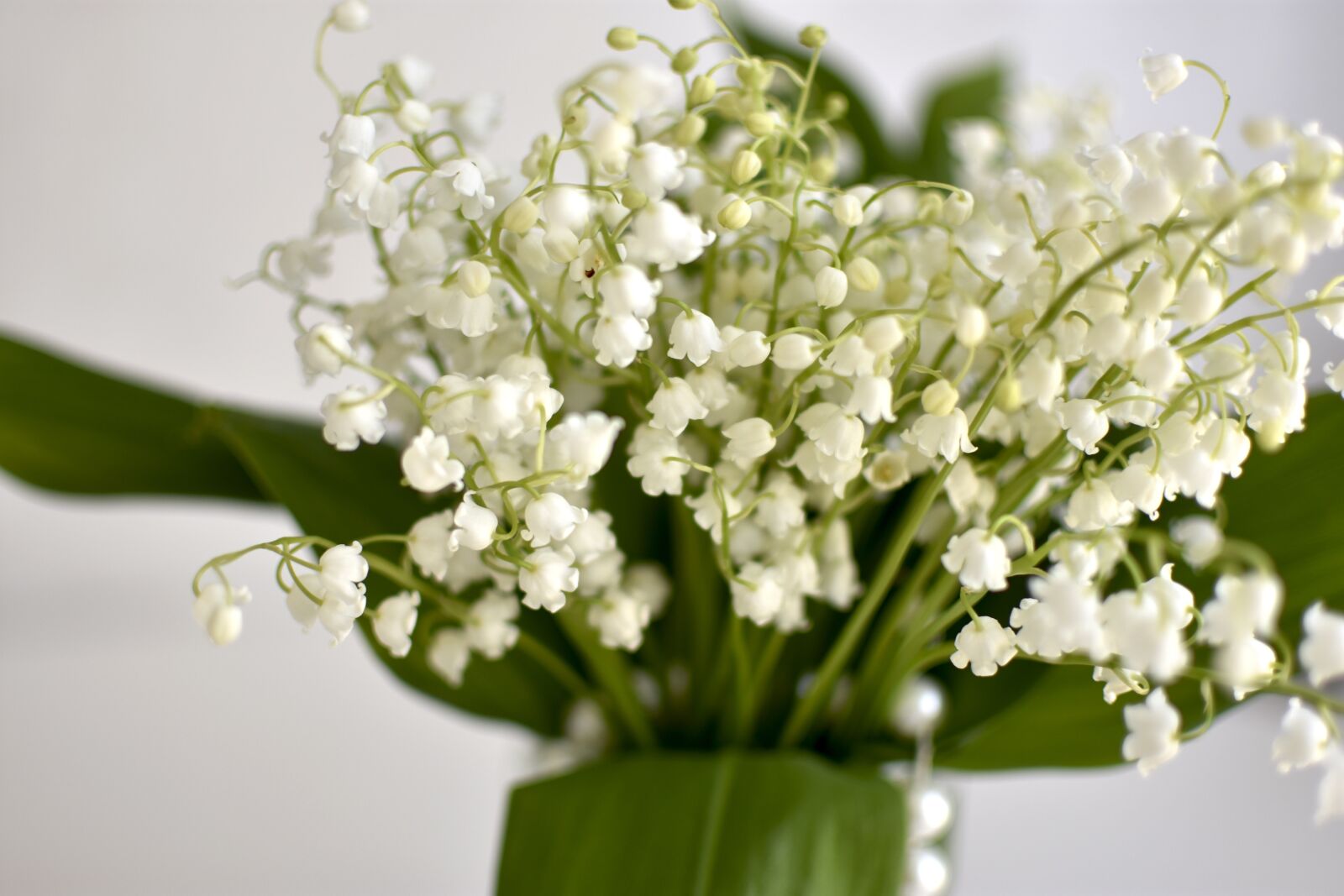 Nikon D3400 sample photo. Lilies of the valley photography