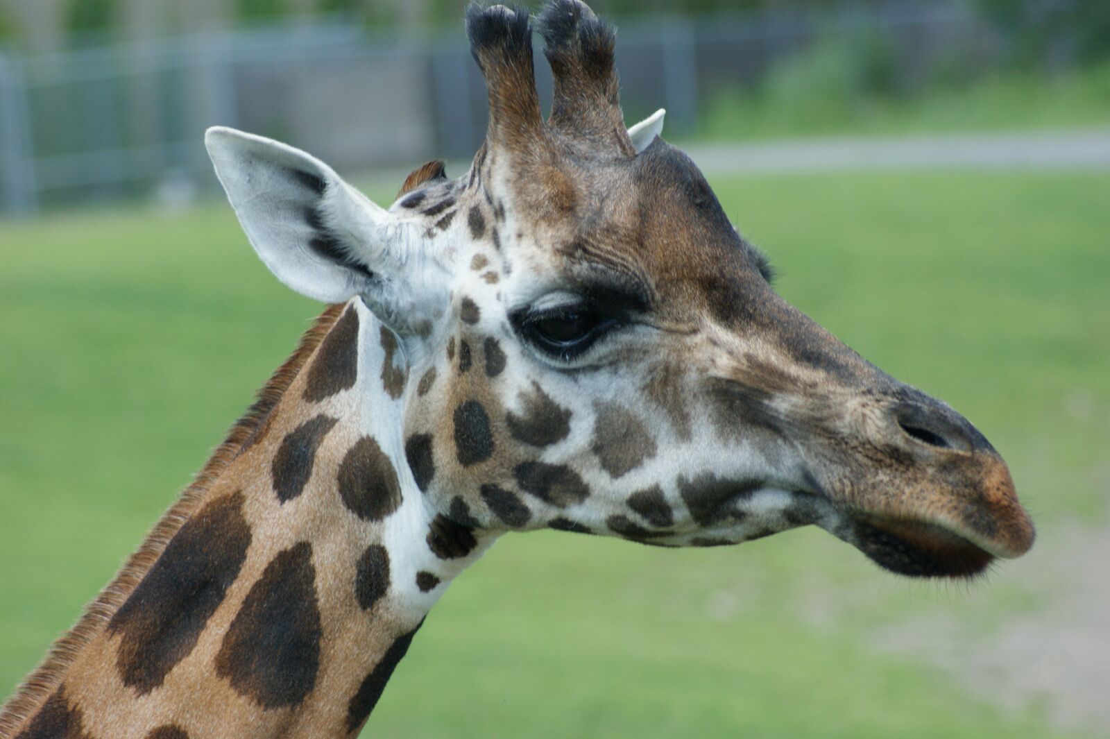 Sony Alpha DSLR-A350 sample photo. Giraffe, animal, wildlife photography