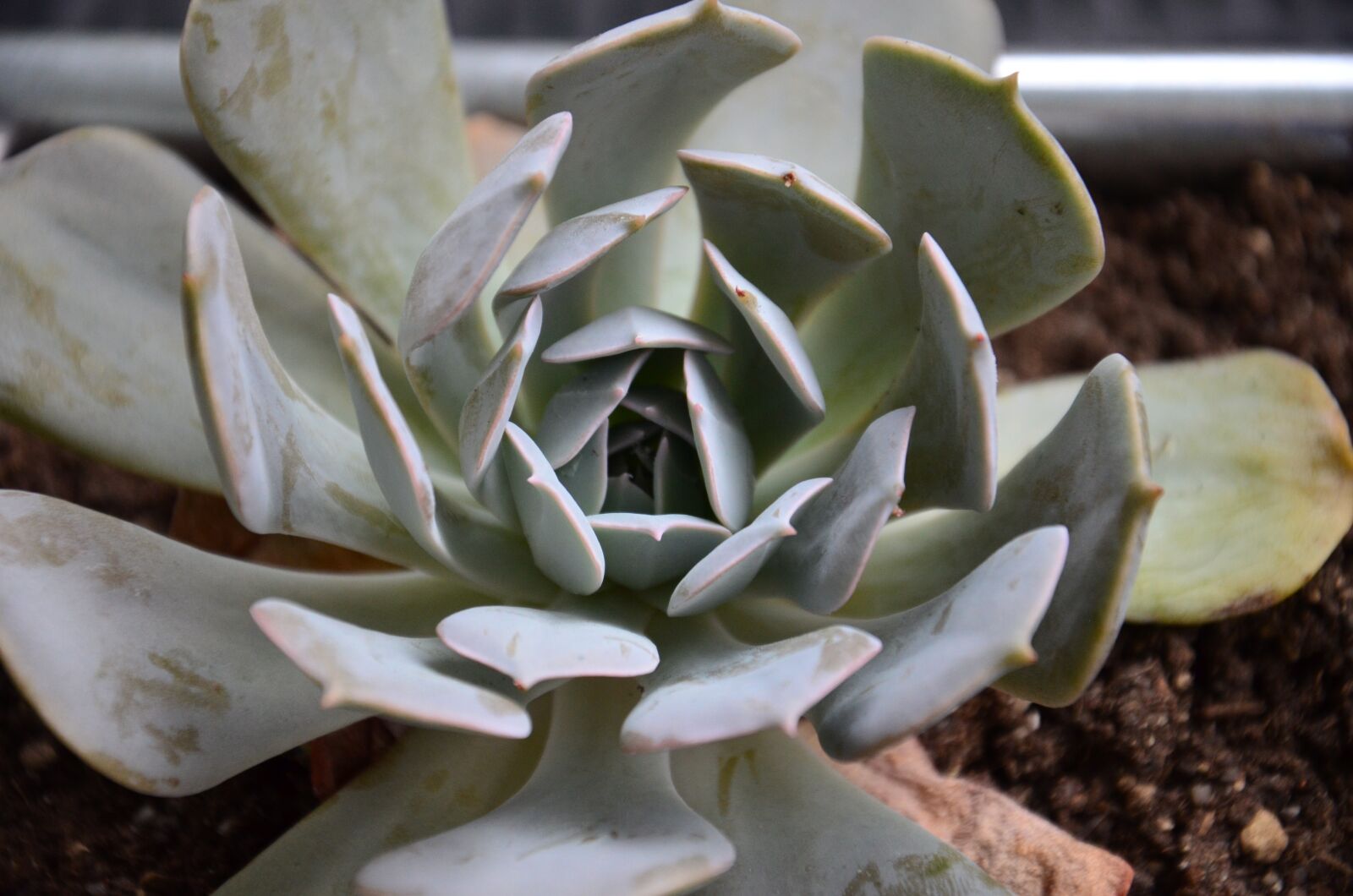 Nikon D5100 sample photo. Succulent, plant, garden photography