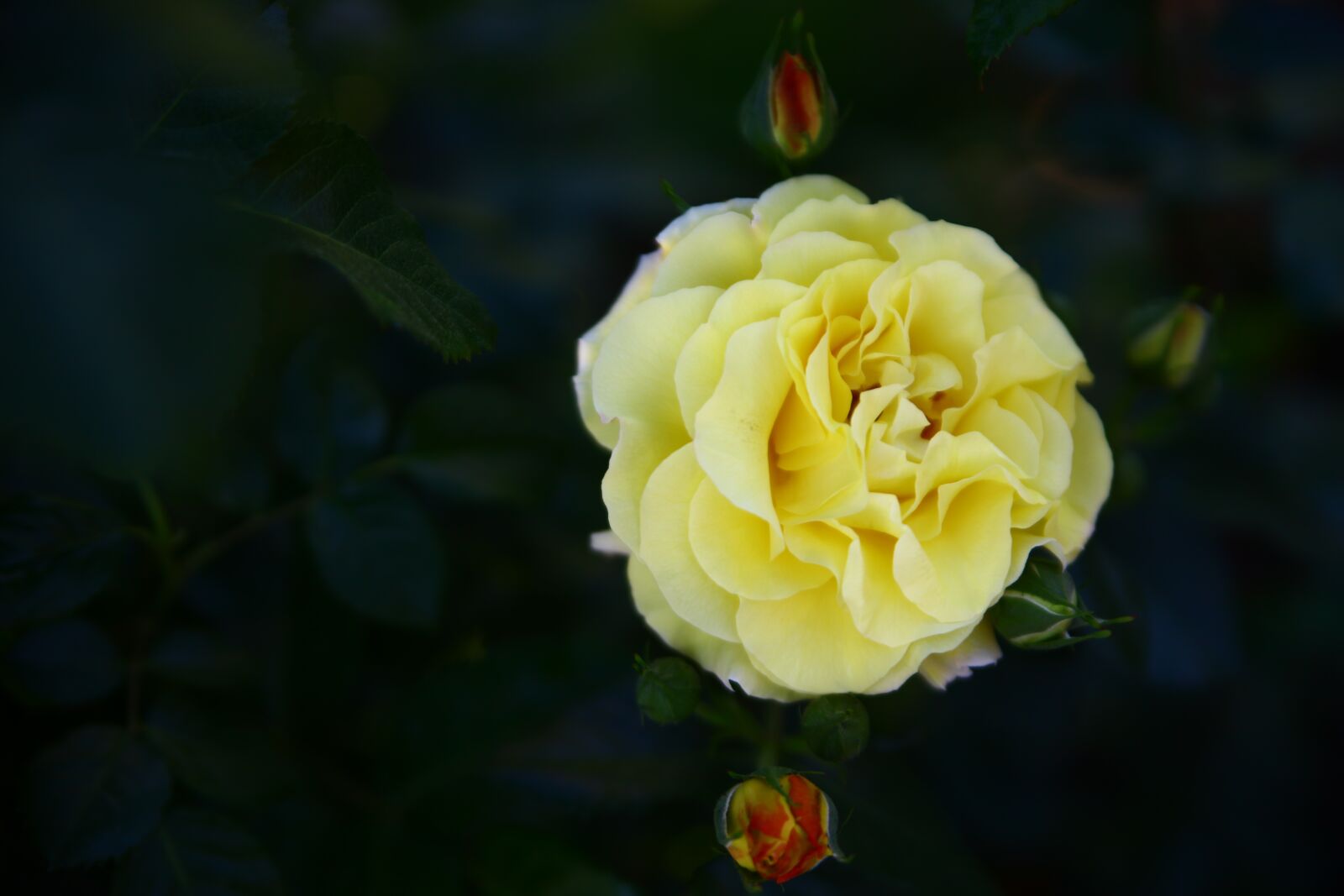 Canon EOS 5D Mark II sample photo. Flowers, rose, romantic photography