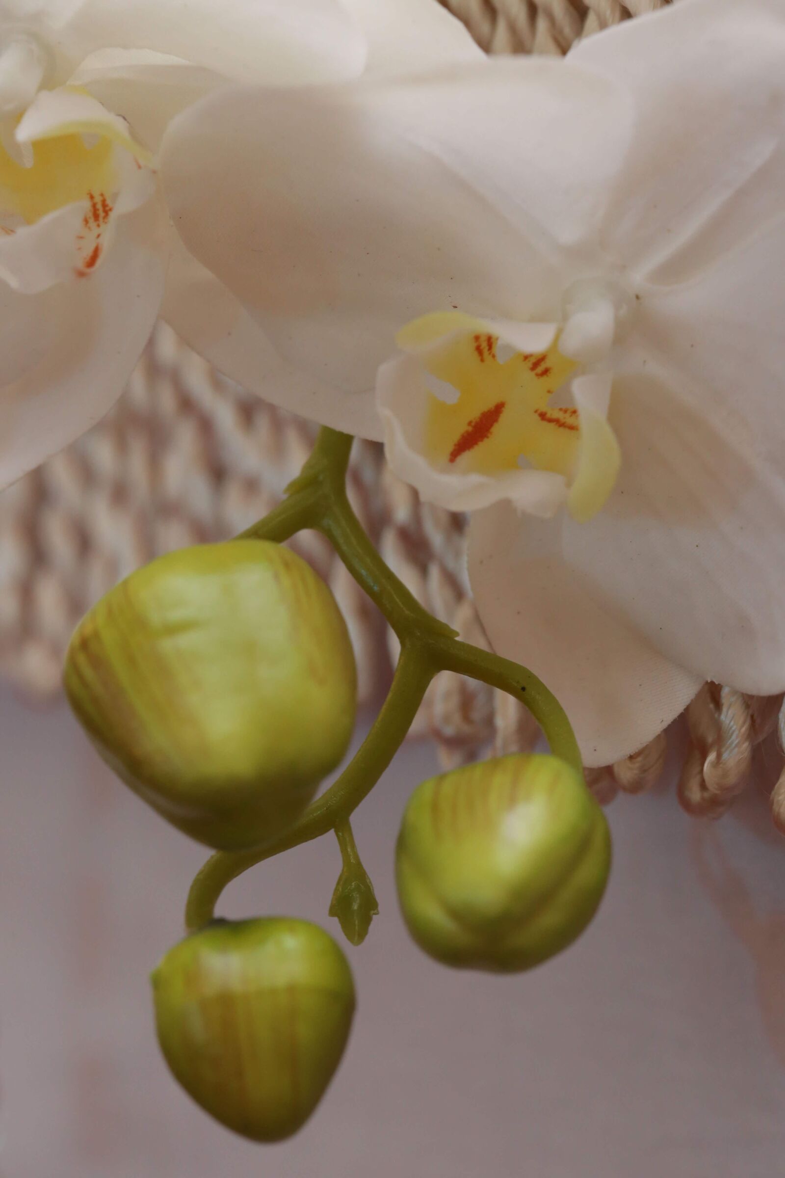 Canon EF 100mm F2.8 Macro USM sample photo. Petals, orchid, white flower photography