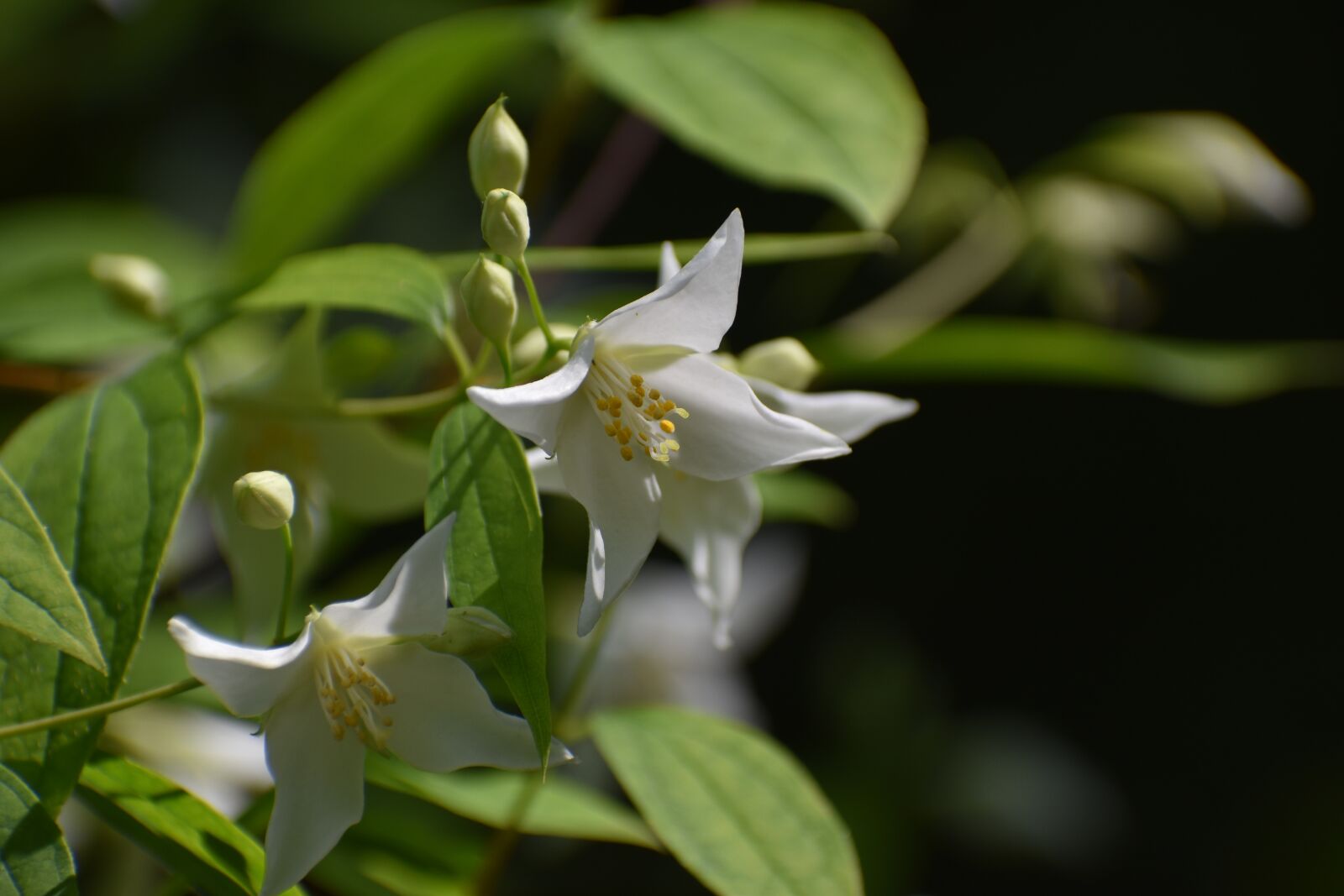 Nikon D3500 sample photo. Flowers, spring, flora photography