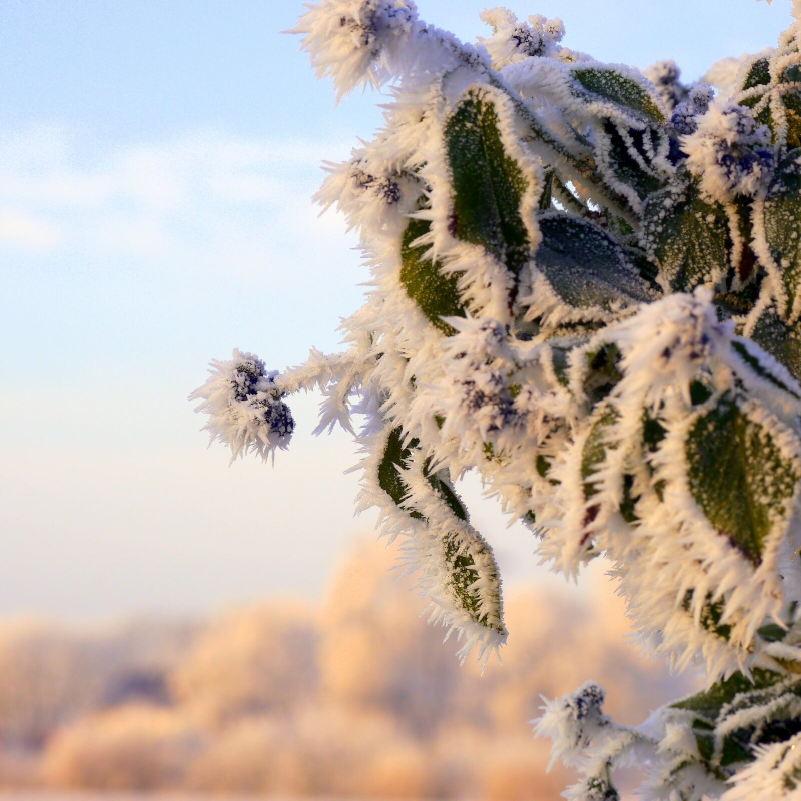 Panasonic Lumix DMC-G5 sample photo. Winter, ice, cold photography