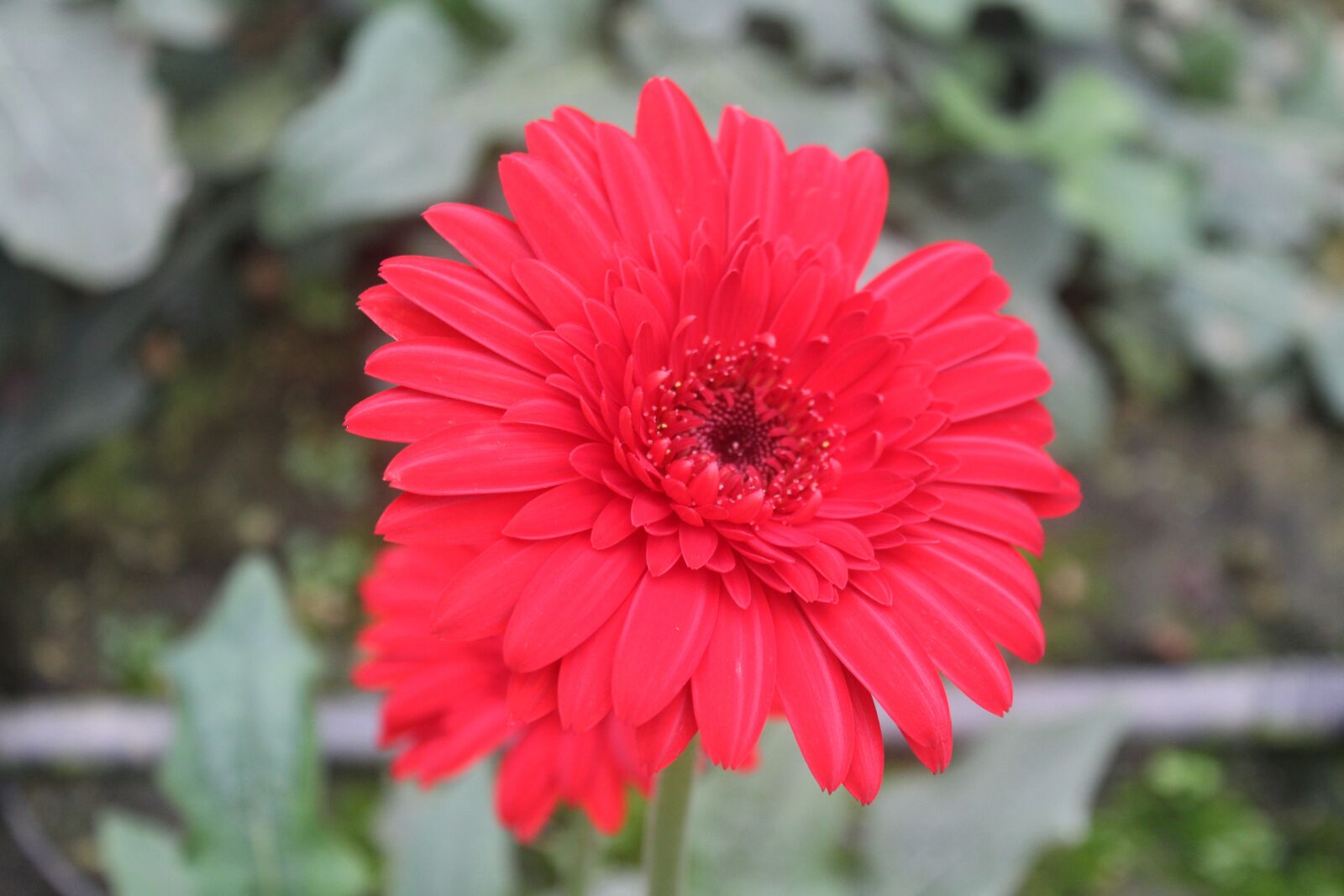 Canon EOS 1300D (EOS Rebel T6 / EOS Kiss X80) sample photo. Flower, nature, flora photography