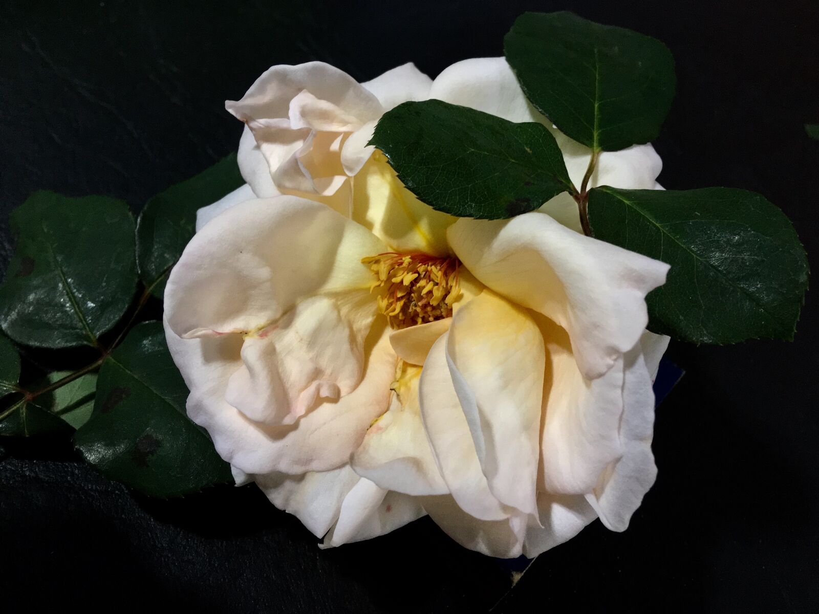 Apple iPhone 6s Plus sample photo. White rose, petals, rosa photography