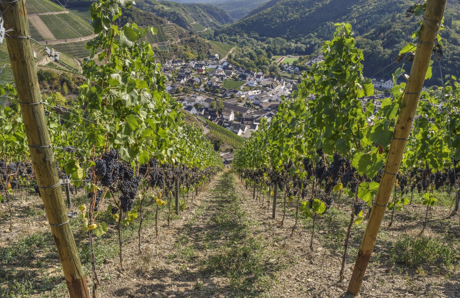 Nikon D3300 sample photo. Wine, grapes, fruit photography