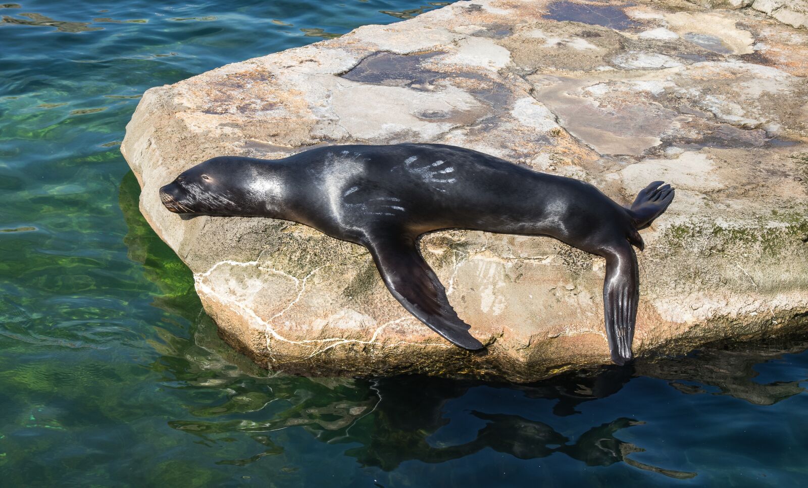 Canon EOS 80D sample photo. Sea lion, mammal, water photography