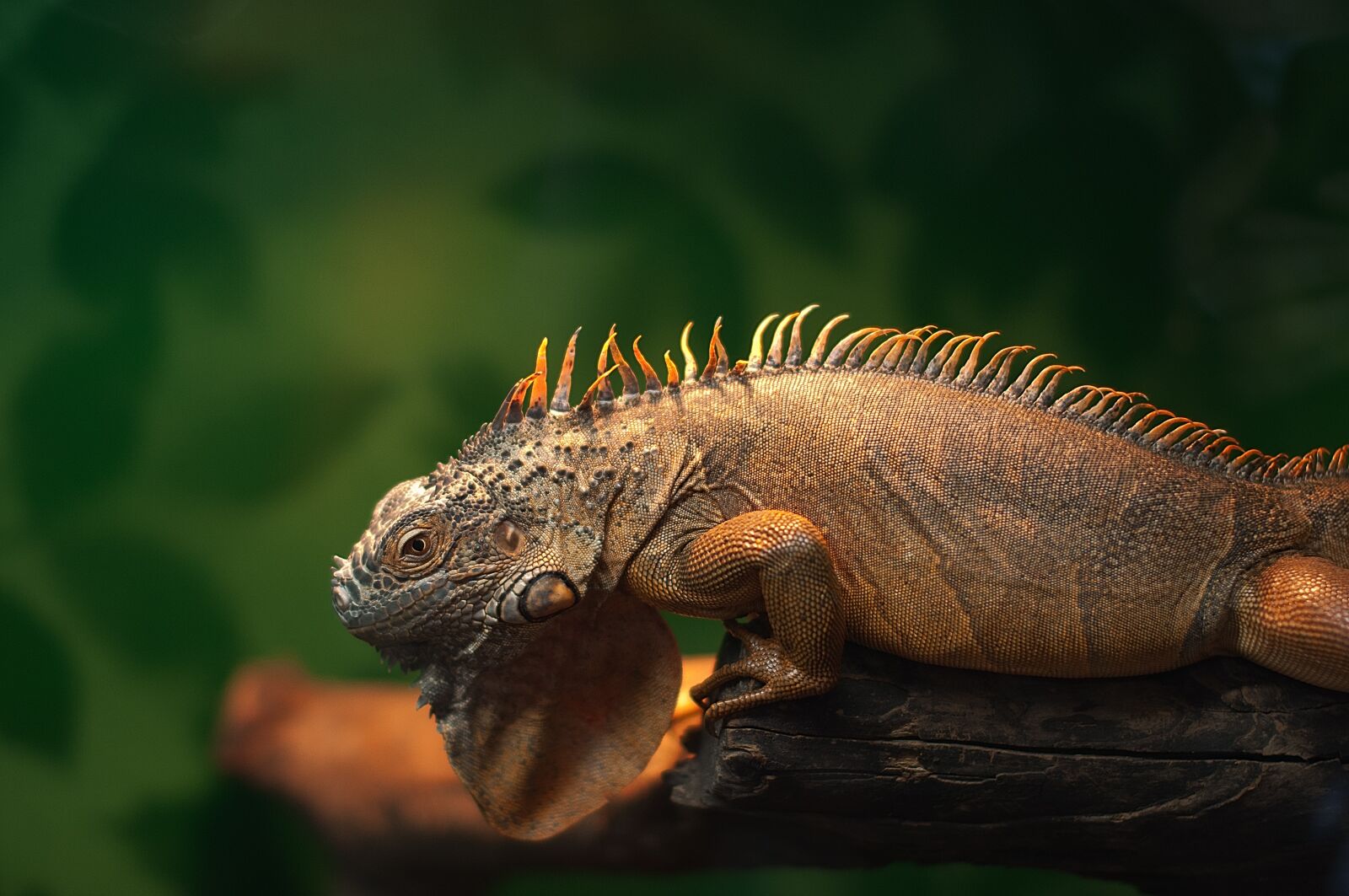 Nikon D90 sample photo. Iguana, zoo, reptile photography
