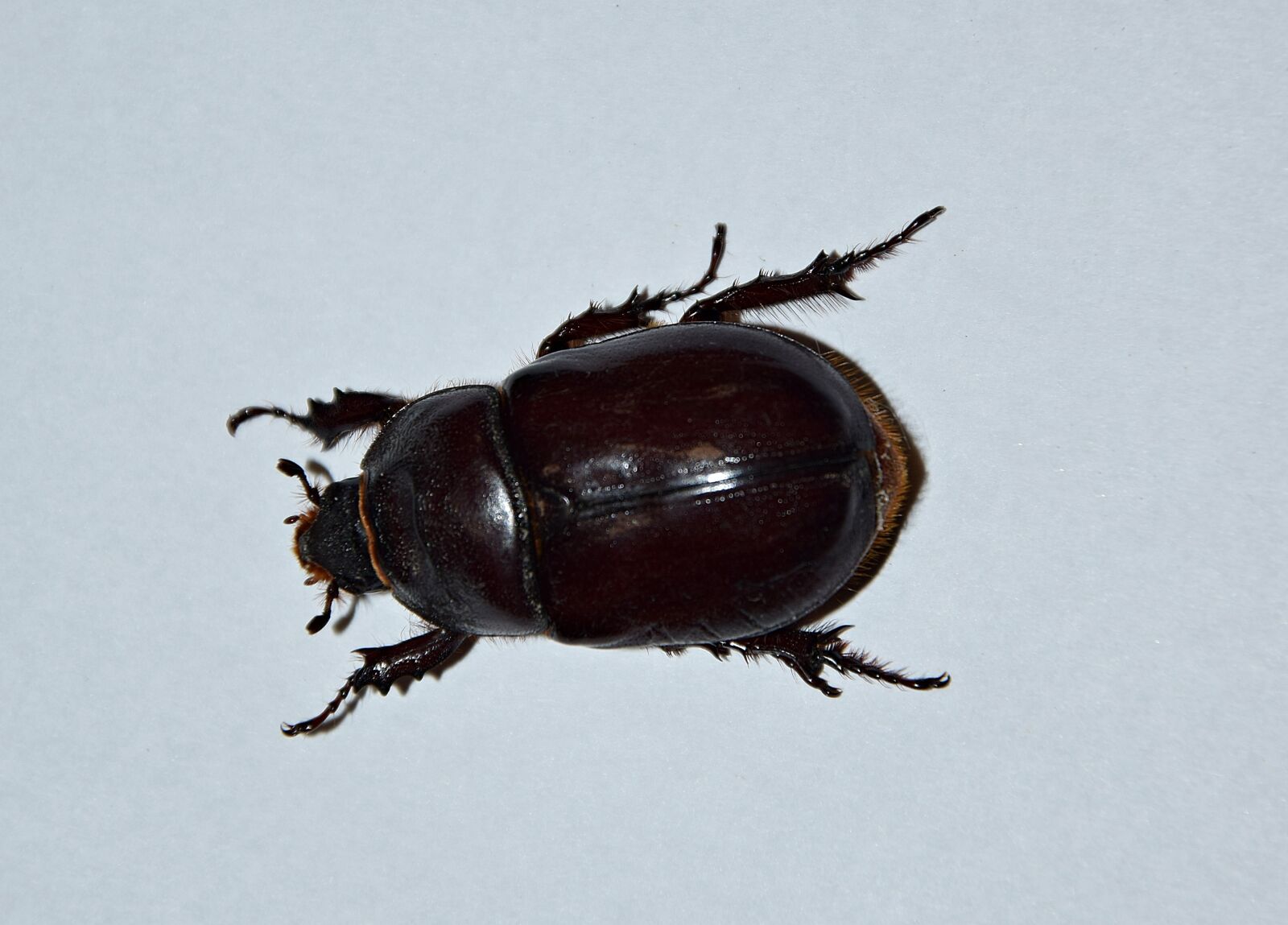Nikon D5300 sample photo. Beetle, macro, insect photography