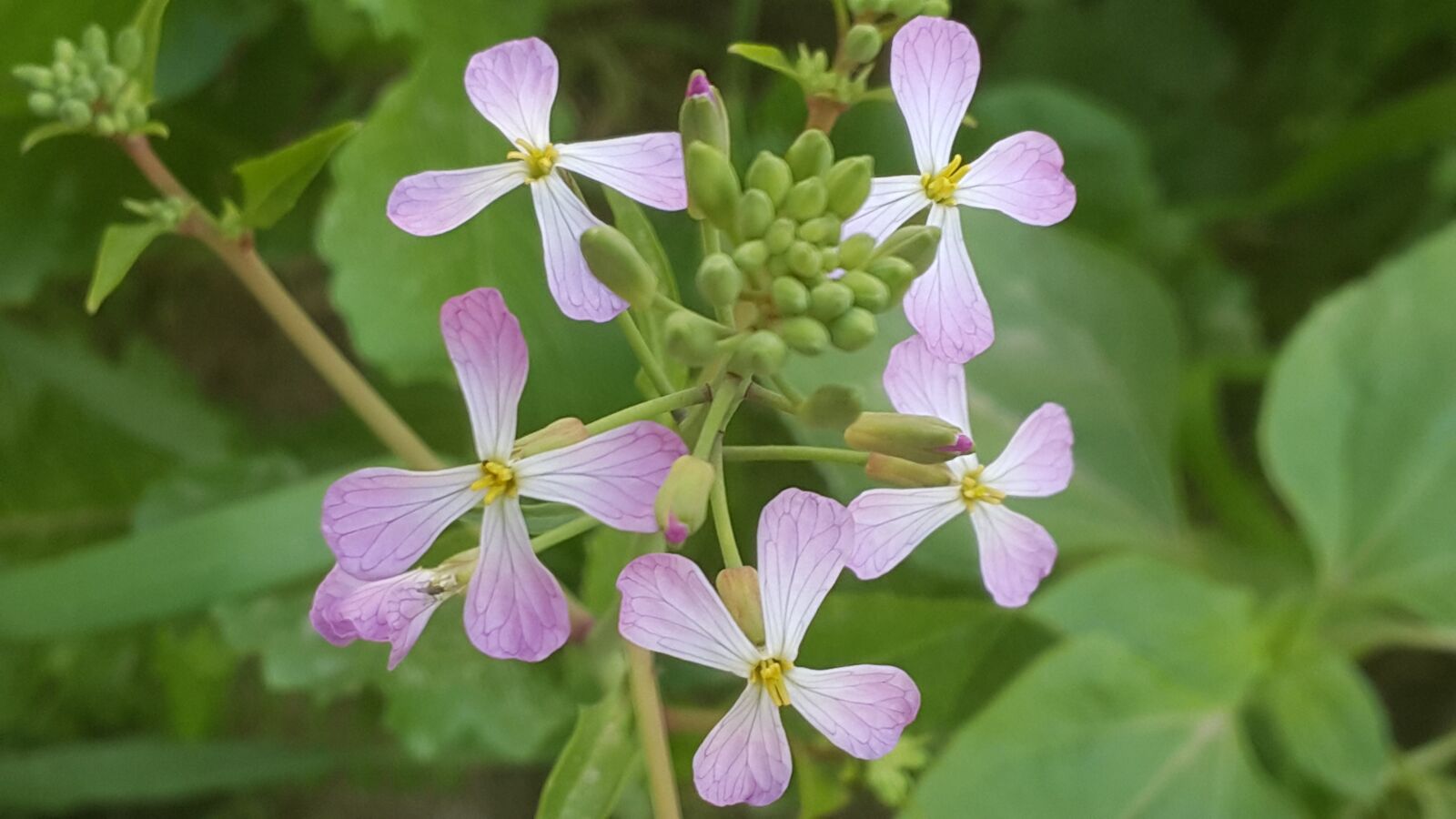 Samsung Galaxy Note4 sample photo. Nature, flora, summer photography