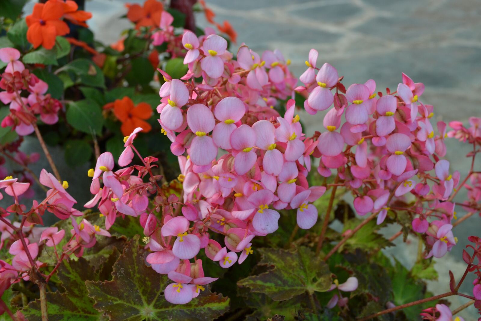 Nikon D3100 sample photo. Flowers, two petals, garden photography