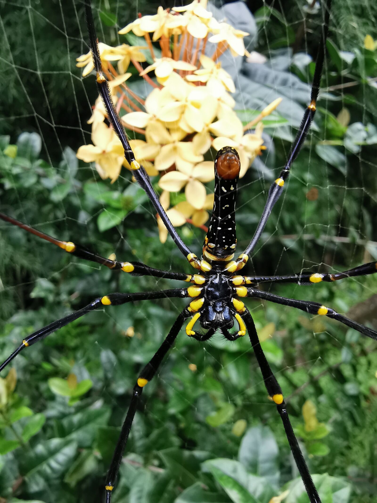 HUAWEI P30 Pro sample photo. Spider, insect, greeneries photography