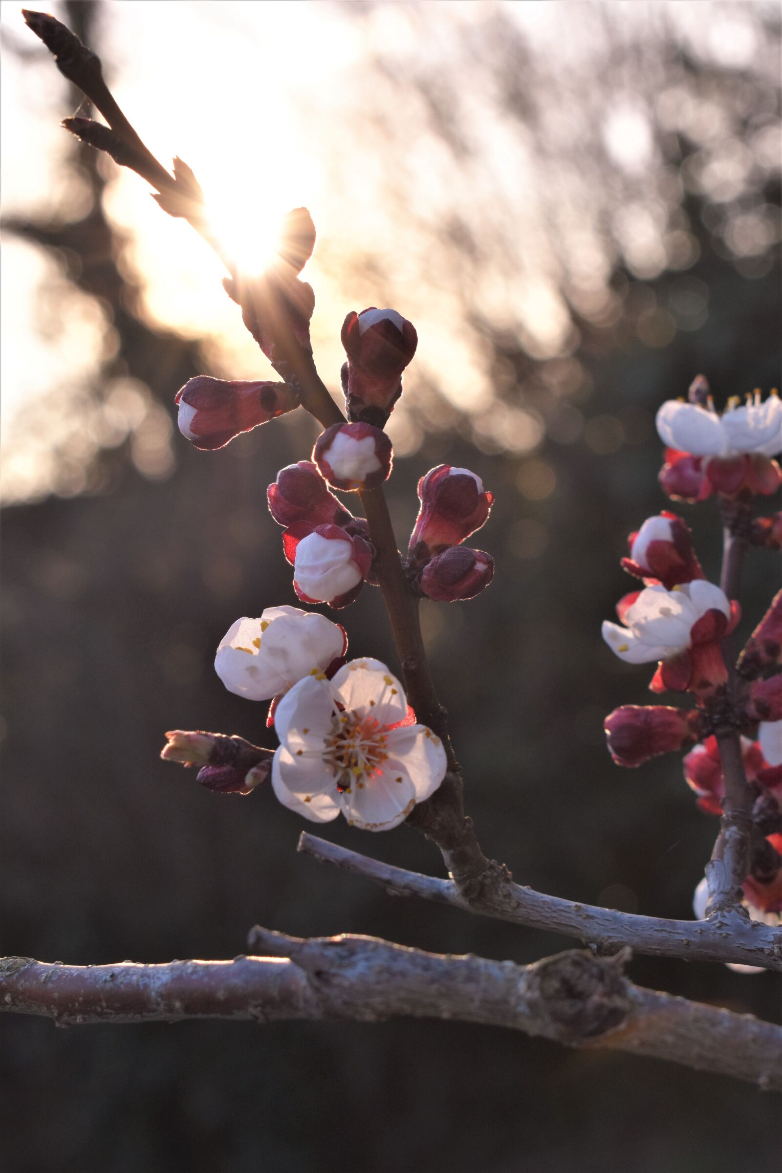 Nikon D5500 sample photo. Apricot flowers, apricot, tree photography