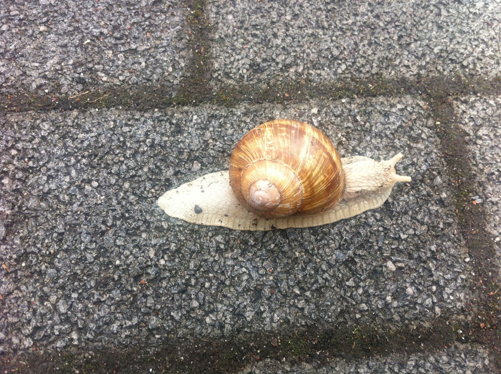 Apple iPhone 4 sample photo. Slow, slowly, snail, time photography