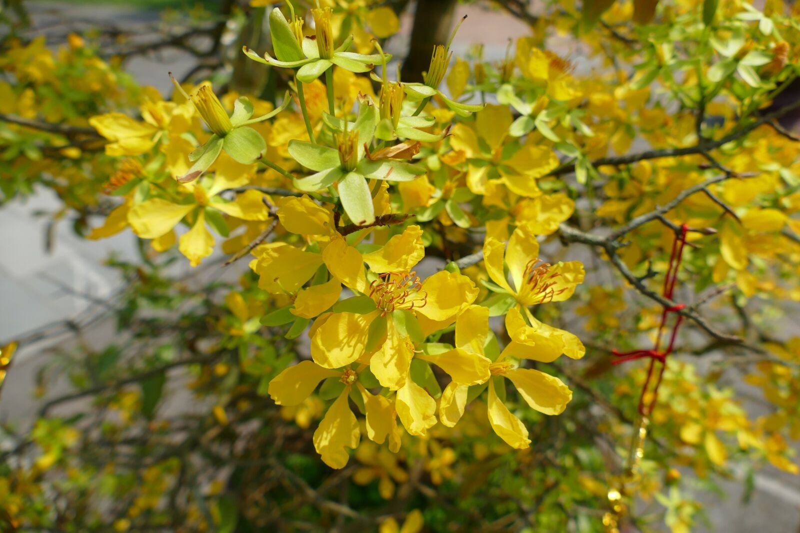 Panasonic Lumix DMC-FZ1000 sample photo. Blossom, bloom, flowers photography