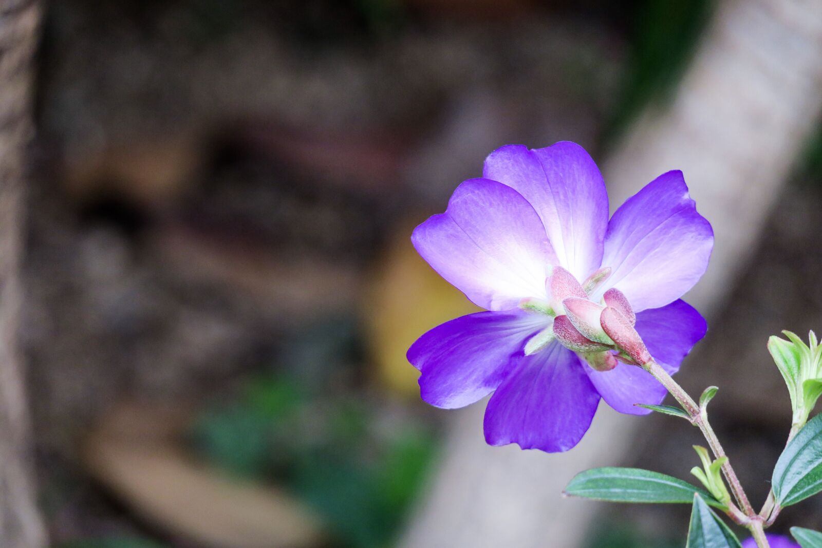 Canon PowerShot G3 X sample photo. Te male flowers, nature photography