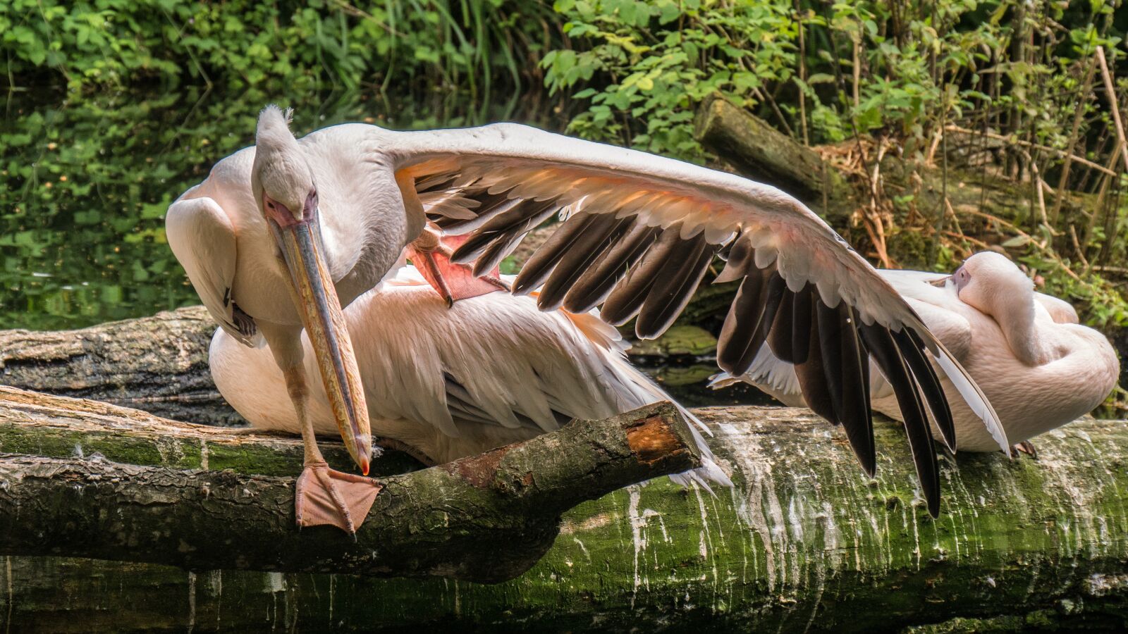 Panasonic DMC-G81 sample photo. Water bird, bird, wing photography