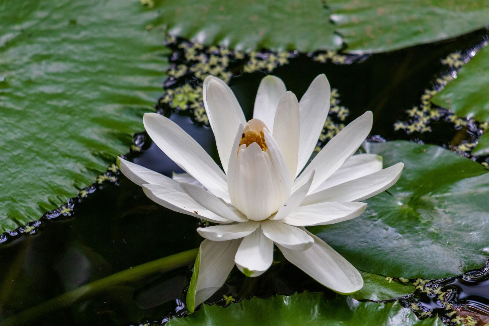 Canon EF 70-300 F4-5.6 IS II USM sample photo. Water lily, pond, blossom photography