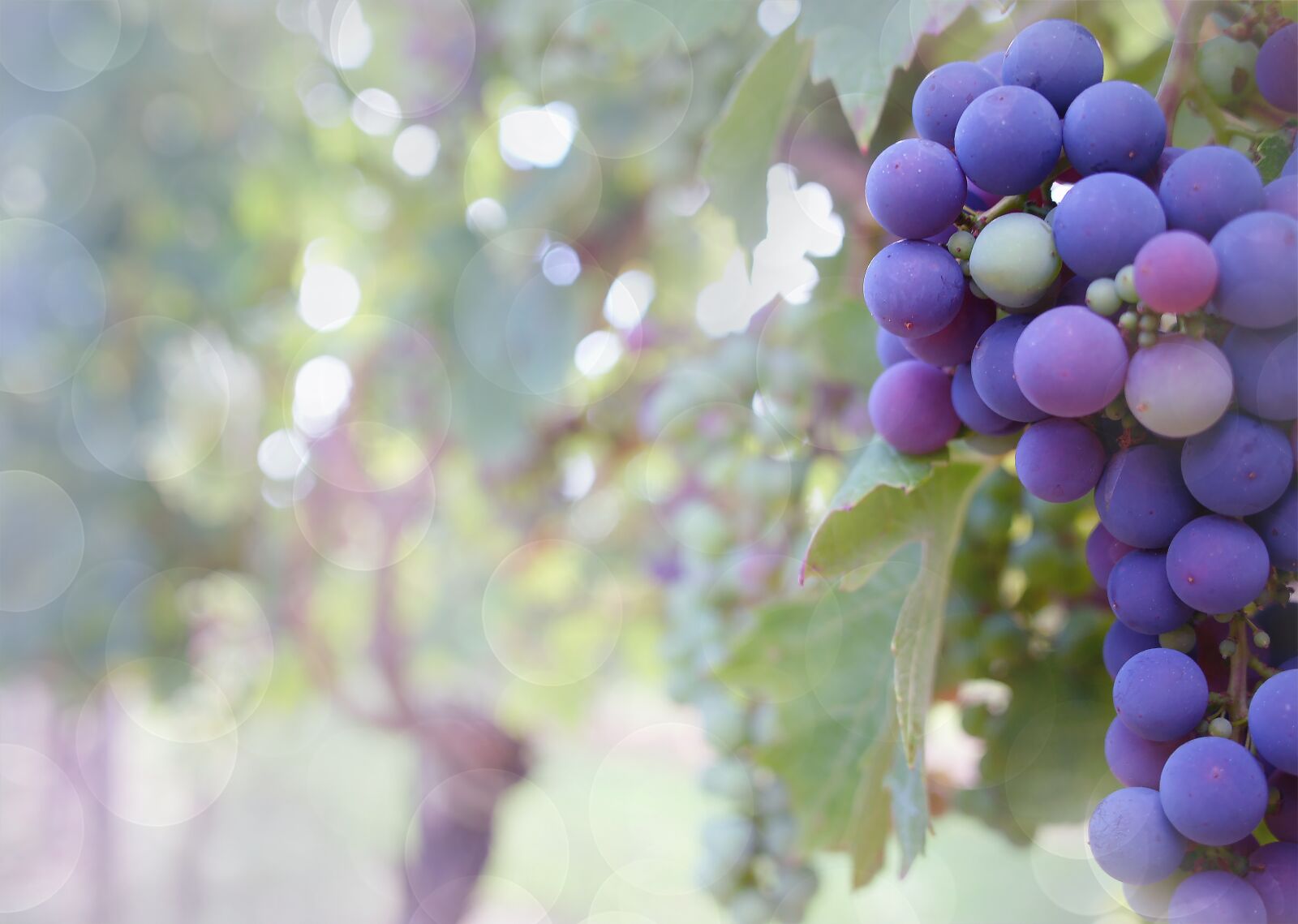 Sony Alpha DSLR-A200 sample photo. Grapes, purple grapes, vineyard photography