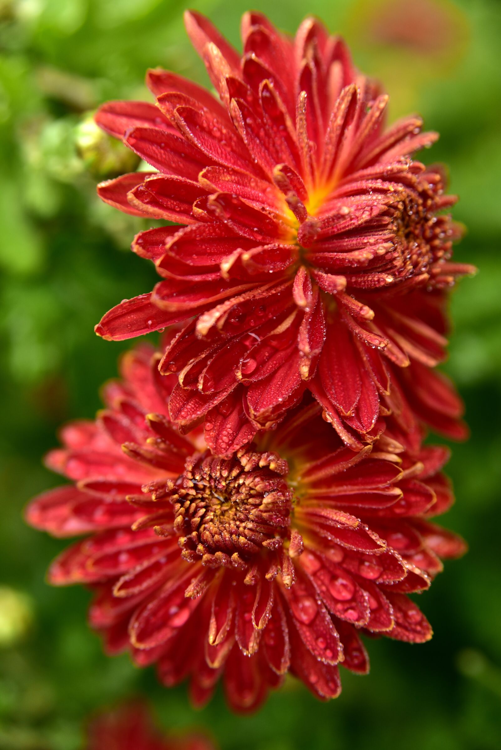Nikon D750 sample photo. Chrysanthemum, flower, blossom photography